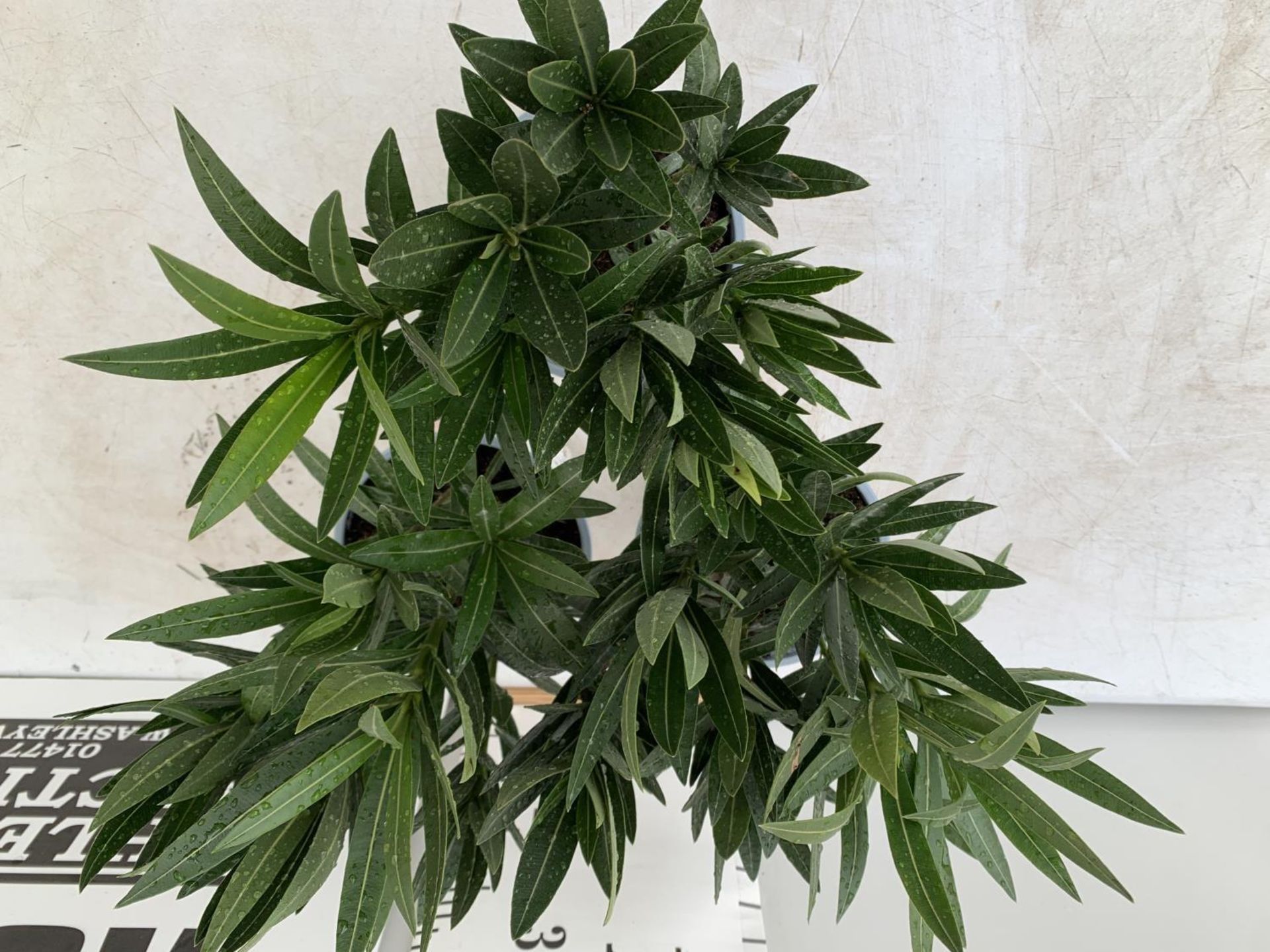 THREE NERIUM OLEANDER PLANTS IN 2 LTR POTS APPROX 45CM IN HEIGHT PLUS VAT TO BE SOLD FOR THE THREE - Image 5 of 10