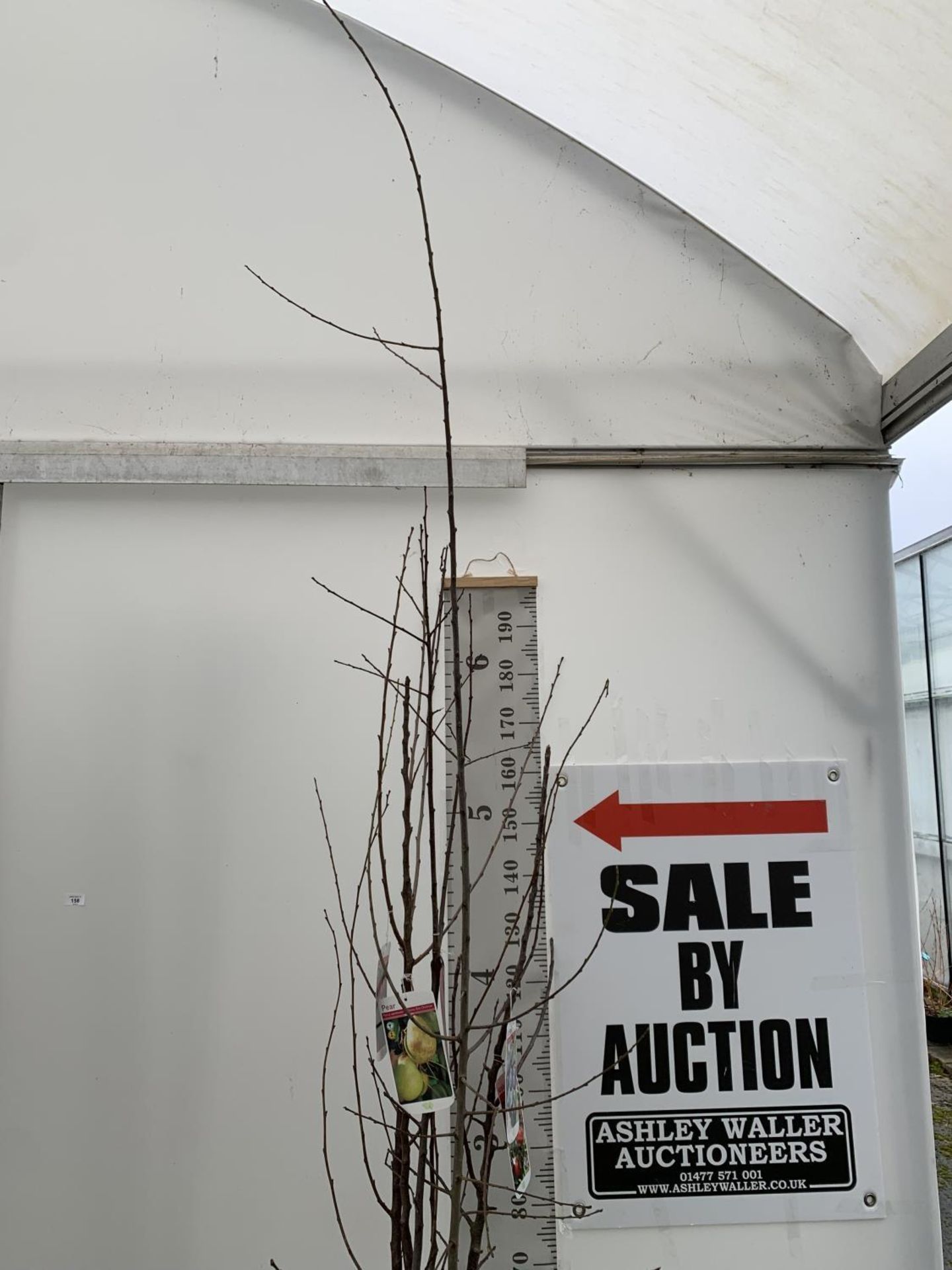 FIVE MIXED BARE ROOT FRUTING TREES ONE PLUM PRUNUS DOMESTICA 'VICTORIA' ONE APPLE MALUS DOMESTICA ' - Image 3 of 18