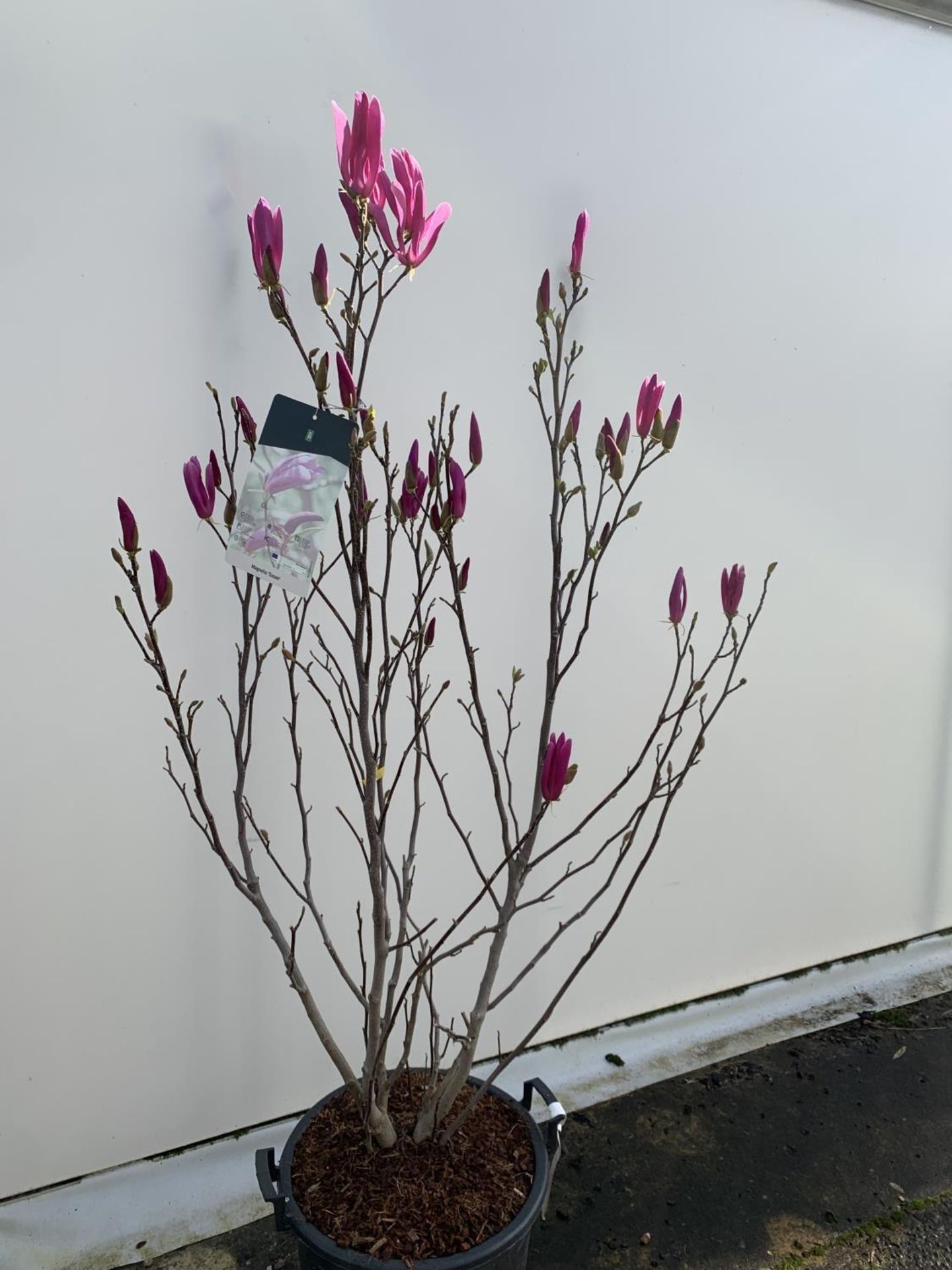 A LARGE MAGNOLIA PINK 'SUSAN' TREE OVER 2 METRES IN HEIGHT IN A 10 LTR POT PLUS VAT - Image 5 of 12