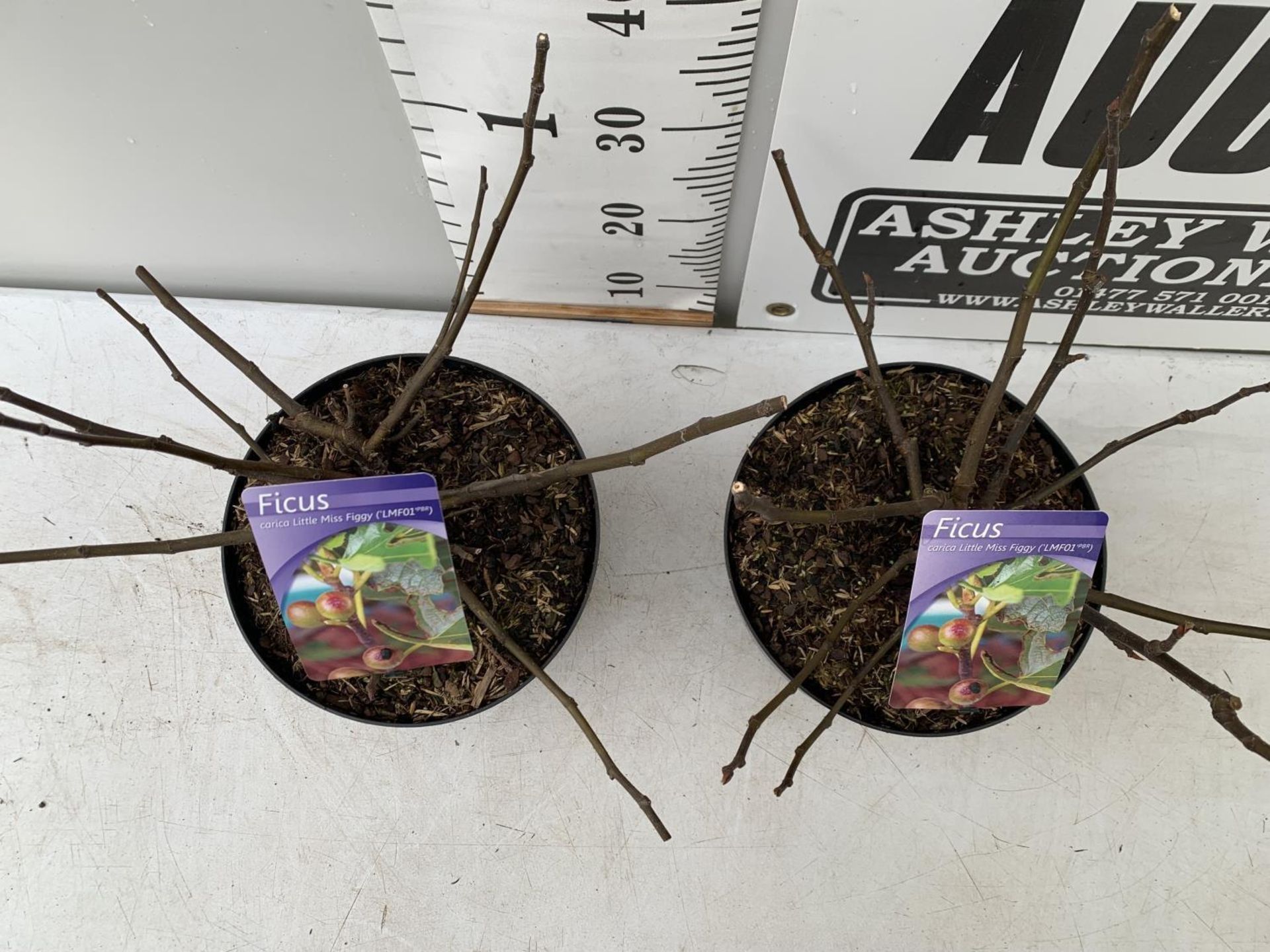 TWO FIGS 'LITTLE MISS FIGGY' IN 5 LTR POTS OVER 40CM IN HEIGHT NO VAT TO BE SOLD FOR THE TWO - Image 3 of 8
