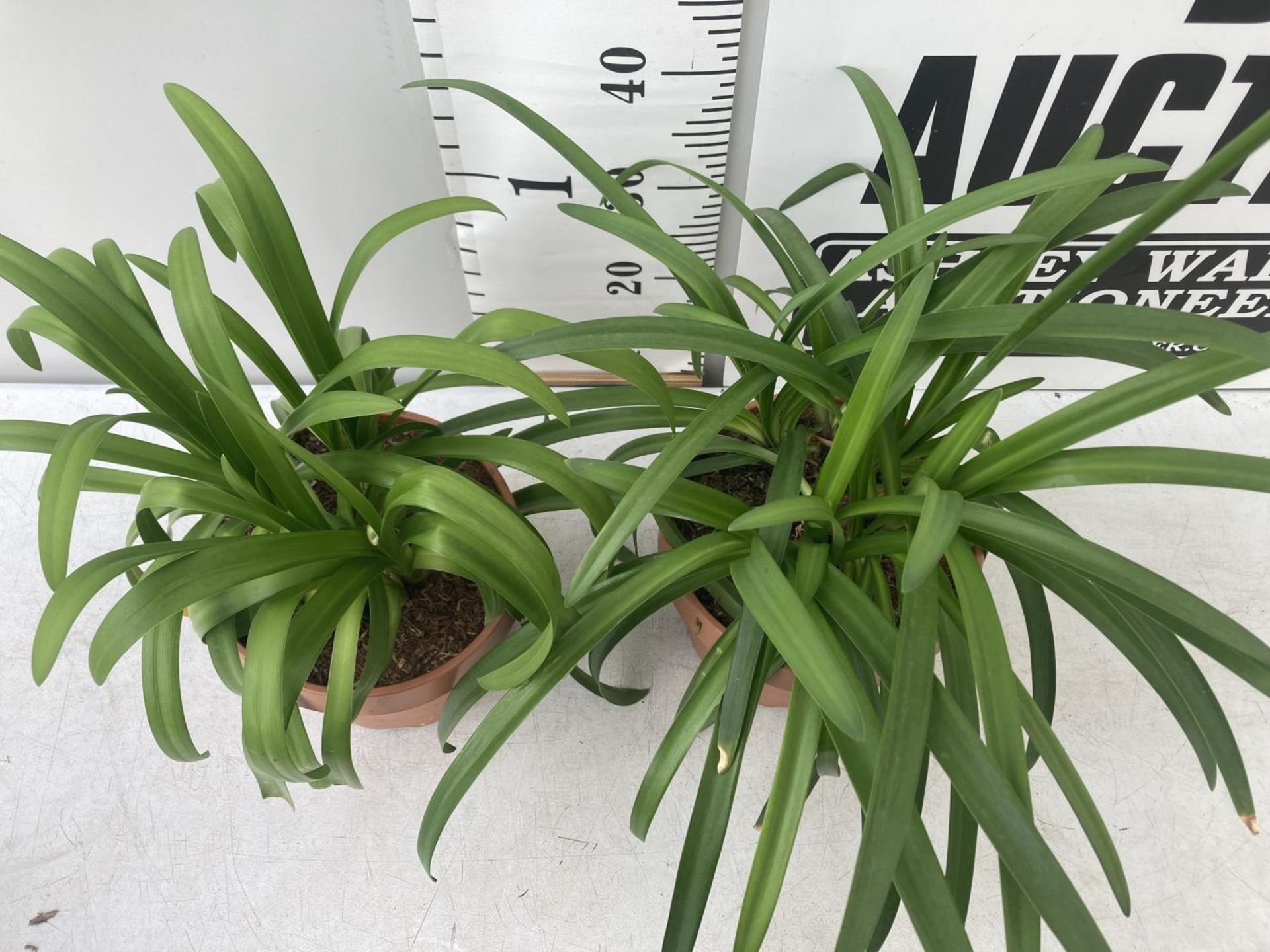 TWO LARGE AGAPANTHUS POPPIN PURPLE OVER 80CM TALL IN 5 LTR POTS TO BE SOLD FOR THE TWO + VAT - Image 4 of 6