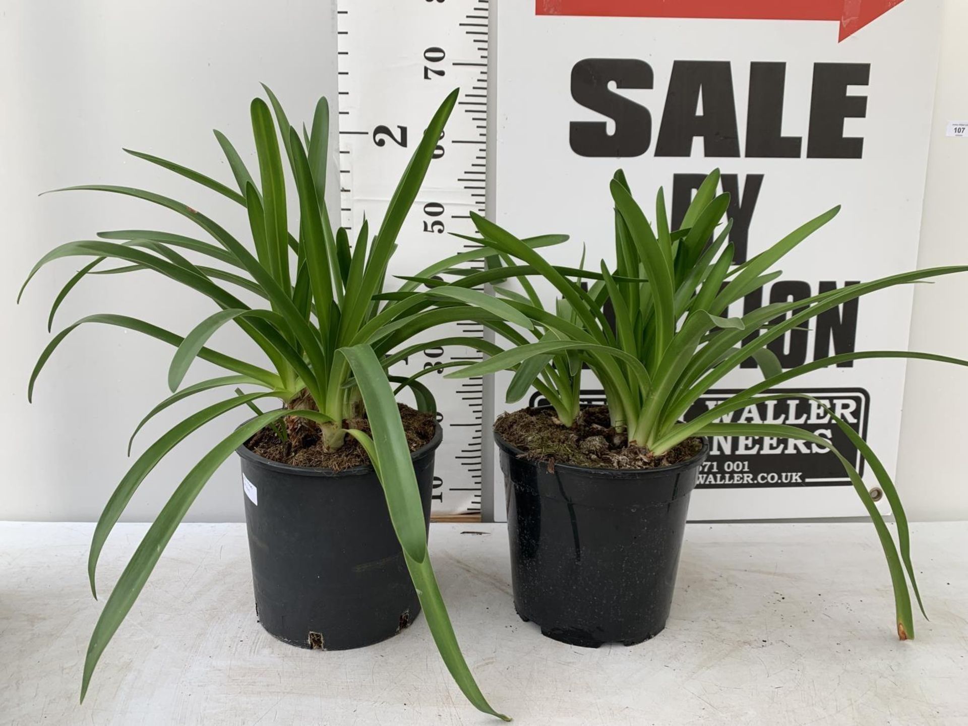 TWO AGAPANTHUS IN A 2 LTR POT APPROX 50CM IN HEIGHT PLUS VAT TO BE SOLD FOR THE TWO - Image 7 of 12