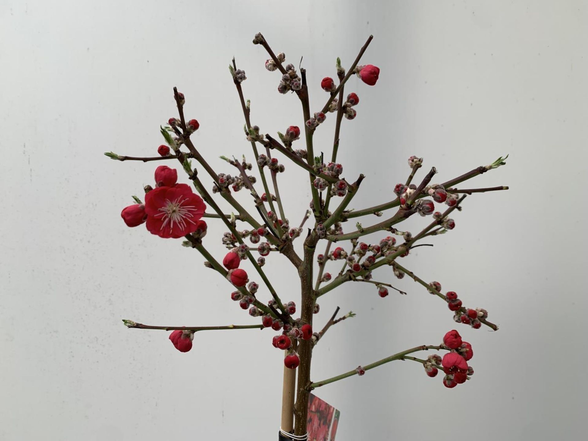 ONE FLOWERING CHERRY PRUNUS PERSICA 'MELRED' RED APPROX 110CM IN HEIGHT IN A 4LTR POT PLUS VAT - Image 5 of 10