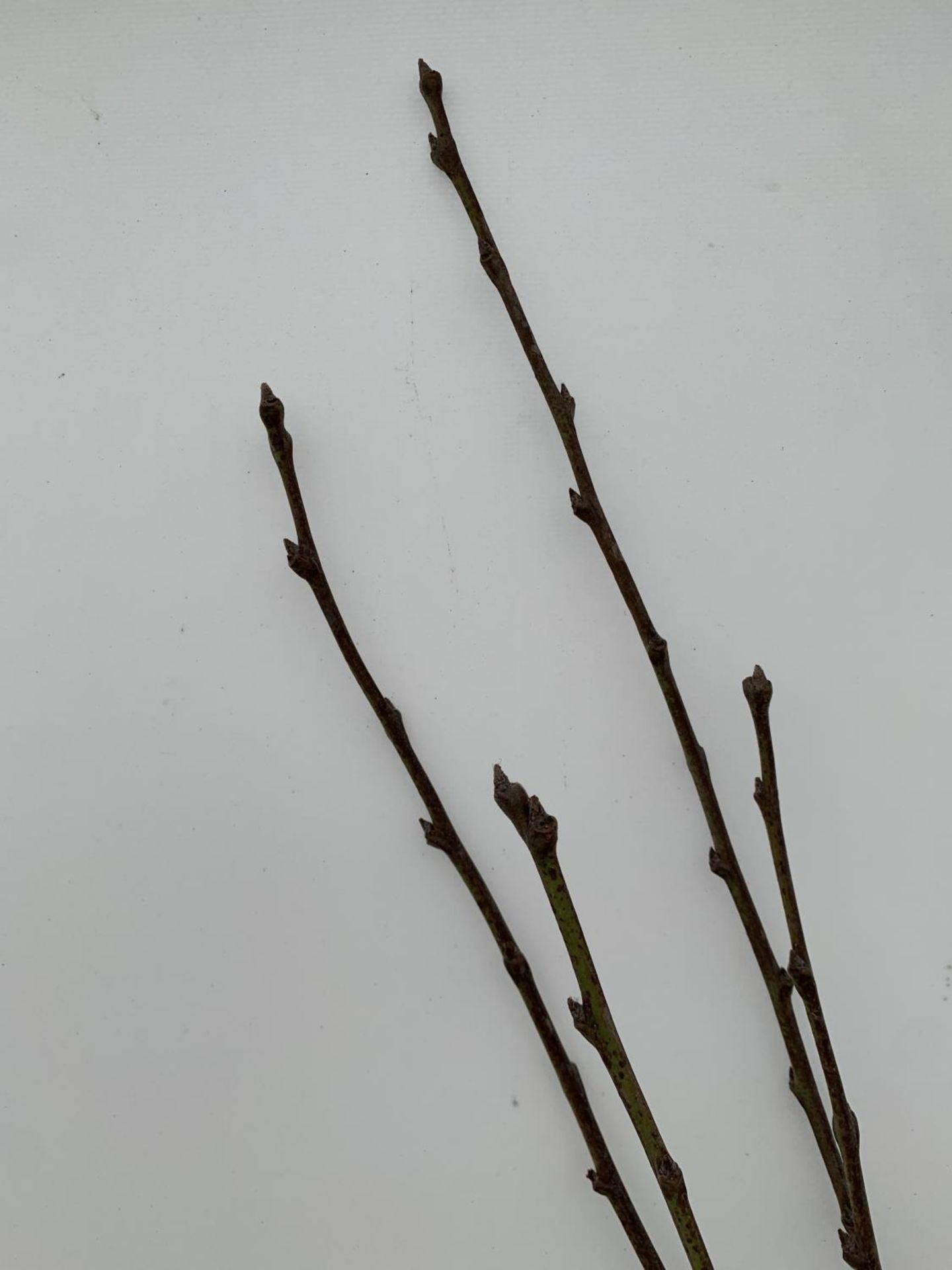 FIVE PLUM BARE ROOT FRUITING TREES PRUNUS DOMESTICA 'VICTORIA' OVER 2 METRES IN HEIGHT NO VAT TO - Image 5 of 8