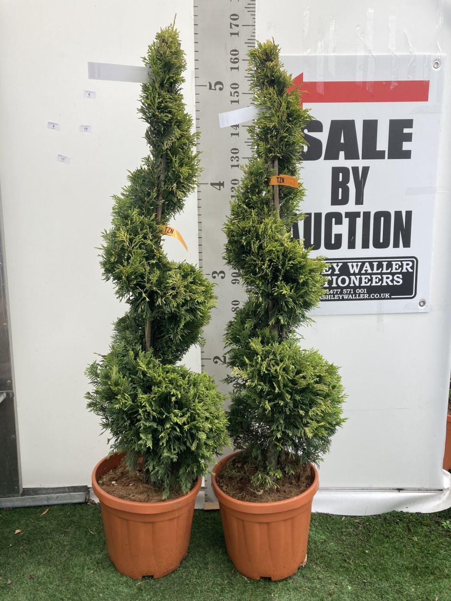TWO SPIRAL CUPRESSOCYPARIS LEYLANDII 'GOLD RIDER' OVER 150CM IN HEIGHT IN 15LTR POTS TO BE SOLD