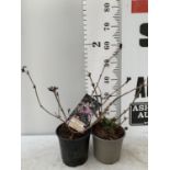 TWO SAMBUCUS NIGRA 'BLACK BEAUTY' AND 'BLUSHING PEARL' IN 2 LTR POTS PLUS VAT TO BE SOLD FOR THE TWO