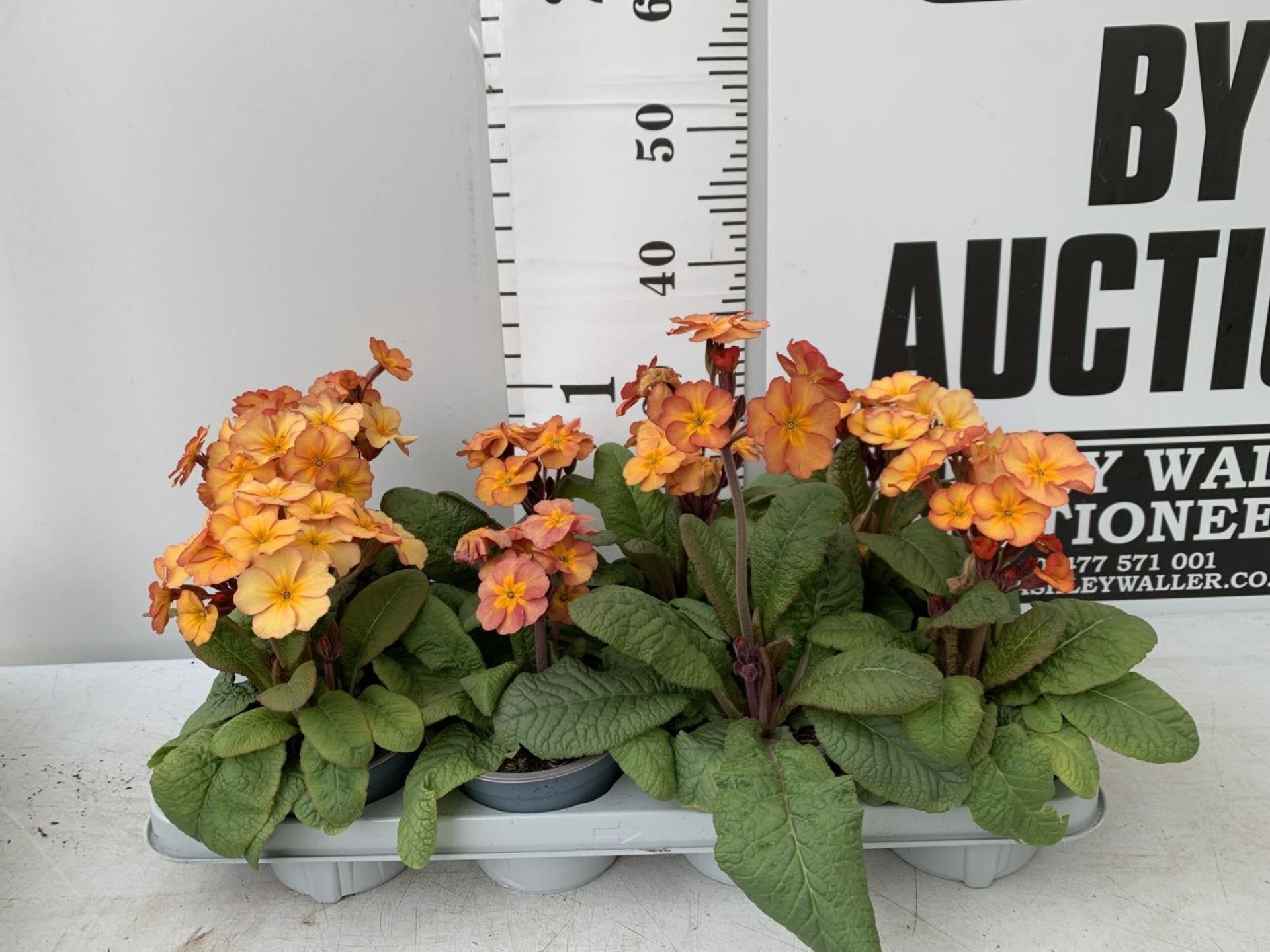 EIGHT DOUBLE PRIMROSE PLANTS ON A TRAY APPROX 35CM IN HEIGHT PLUS VAT TO BE SOLD FOR THE EIGHT