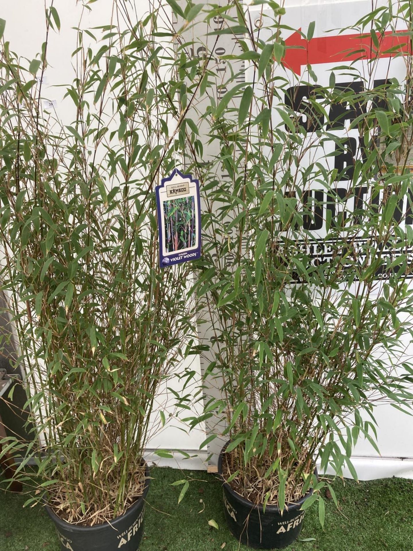 TWO LARGE BAMBOO FARGESIA 'VIOLET WOODS' APPROX 180CM IN HEIGHT IN 10 LTR POTS PLUS VAT TO BE SOLD - Image 5 of 6