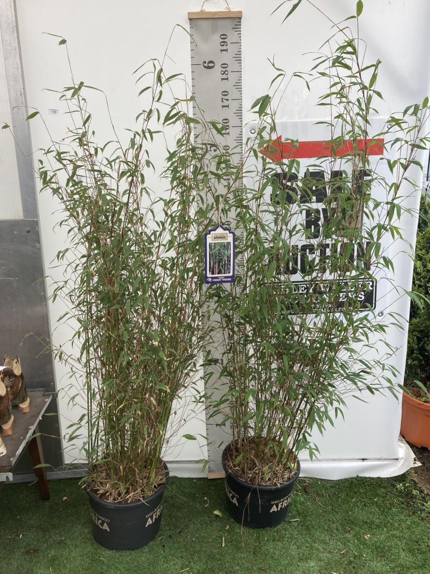 TWO LARGE BAMBOO FARGESIA 'VIOLET WOODS' APPROX 180CM IN HEIGHT IN 10 LTR POTS PLUS VAT TO BE SOLD