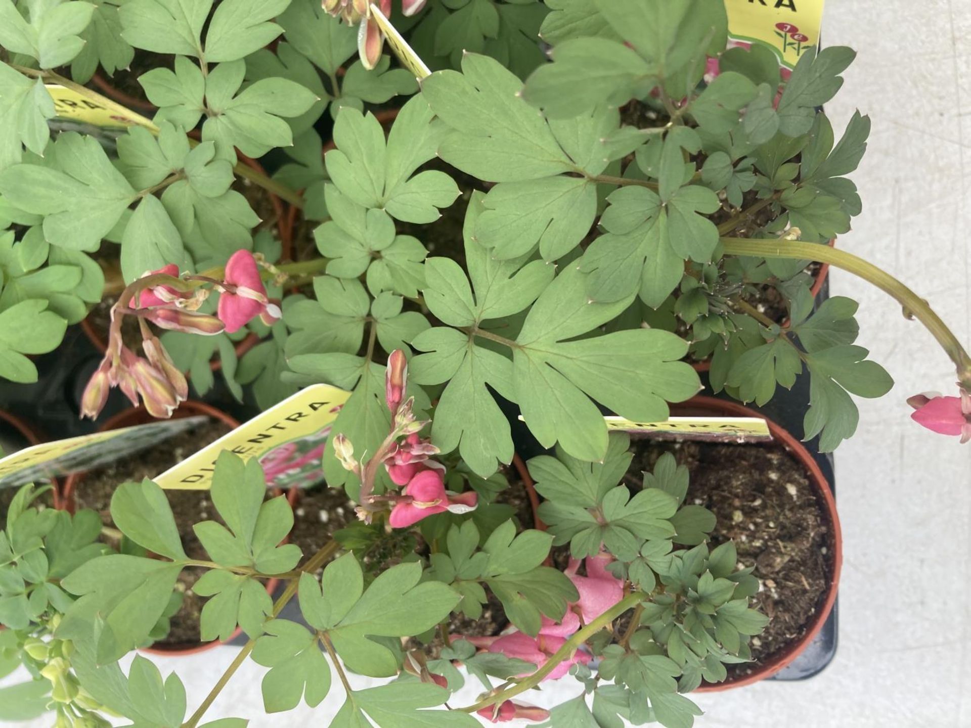 TWENTY DICENTRA PLANTS WHITE AND PINK ON A TRAY PLUS VAT TO BE SOLD FOR THE TWENTY - Image 20 of 28