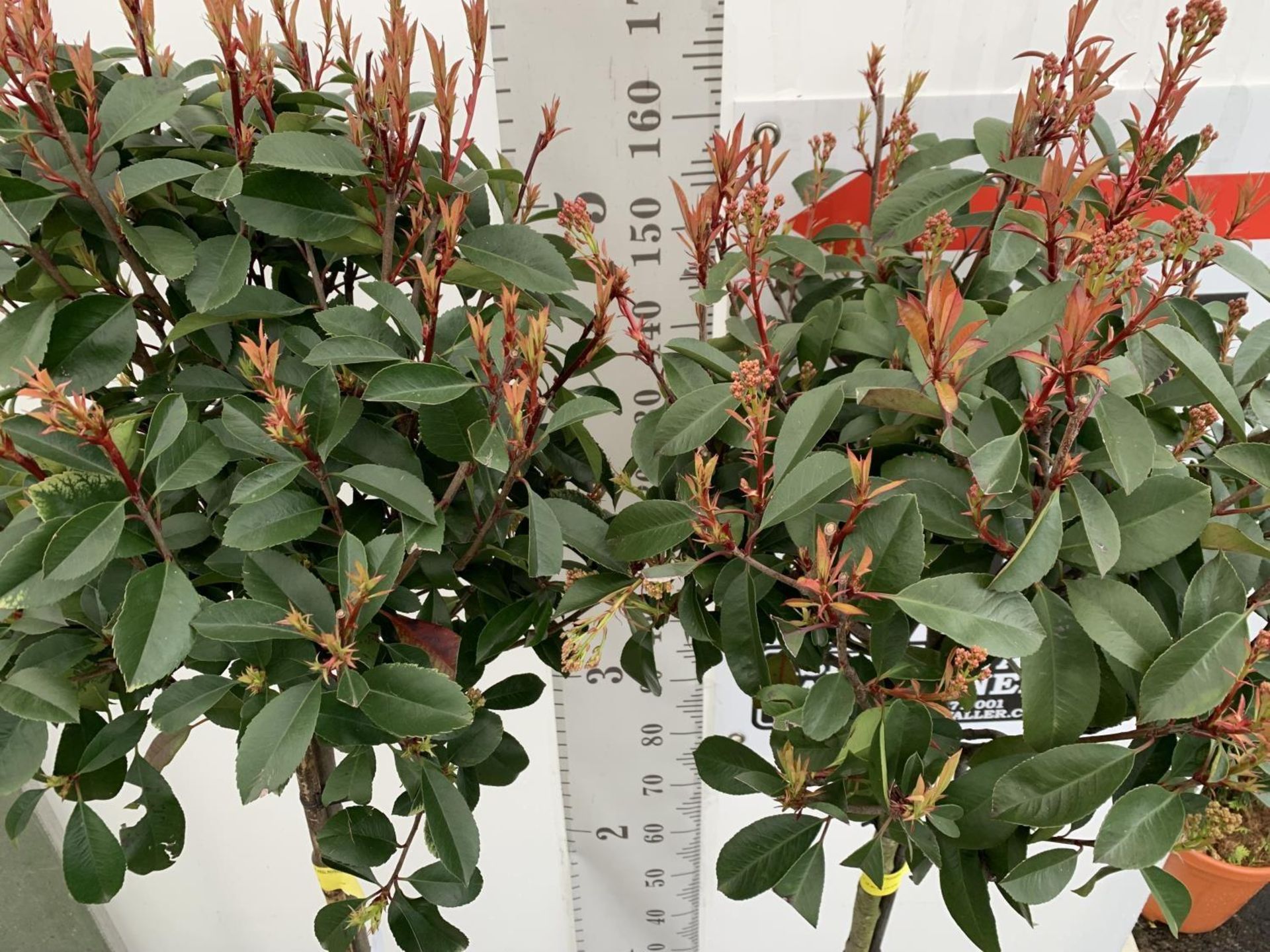 TWO PHOTINIA FRASERI 'RED ROBIN' STANDARD TREES APPROX 180CM IN HEIGHT IN 15 LTR POTS PLUS VAT TO BE - Image 7 of 14