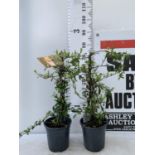 TWO PYRACANTHA 'SUNNY STAR' IN 3 LTR POTS APPROX 70CM IN HEIGHT PLUS VAT TO BE SOLD FOR THE TWO