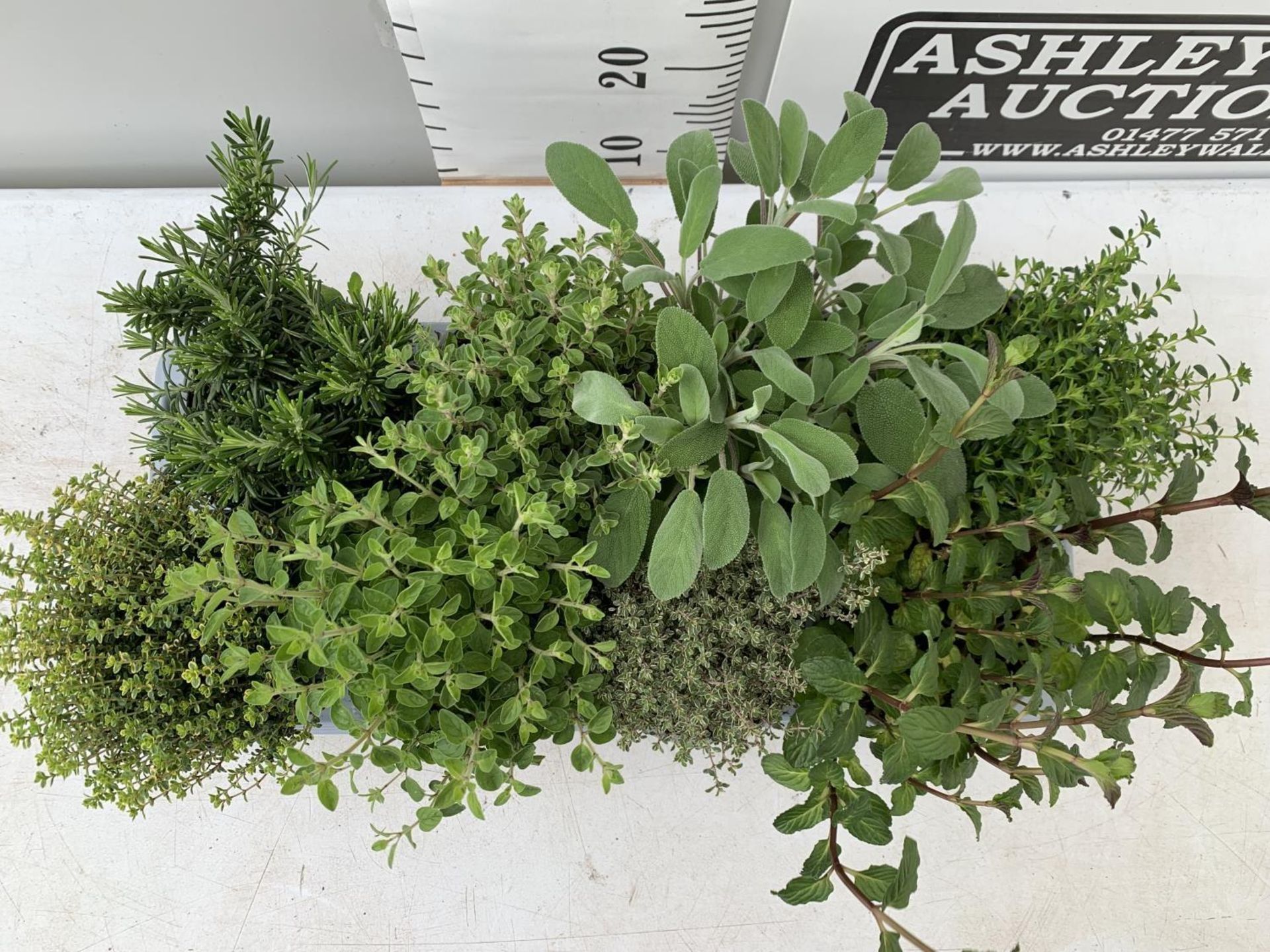 EIGHT MIXED HERBS IN 1 LITRE POTS TO INCLUDE ROSEMARY, THYME, MINT AND SAGE APPROX 30CM IN HEIGHT NO - Image 4 of 10