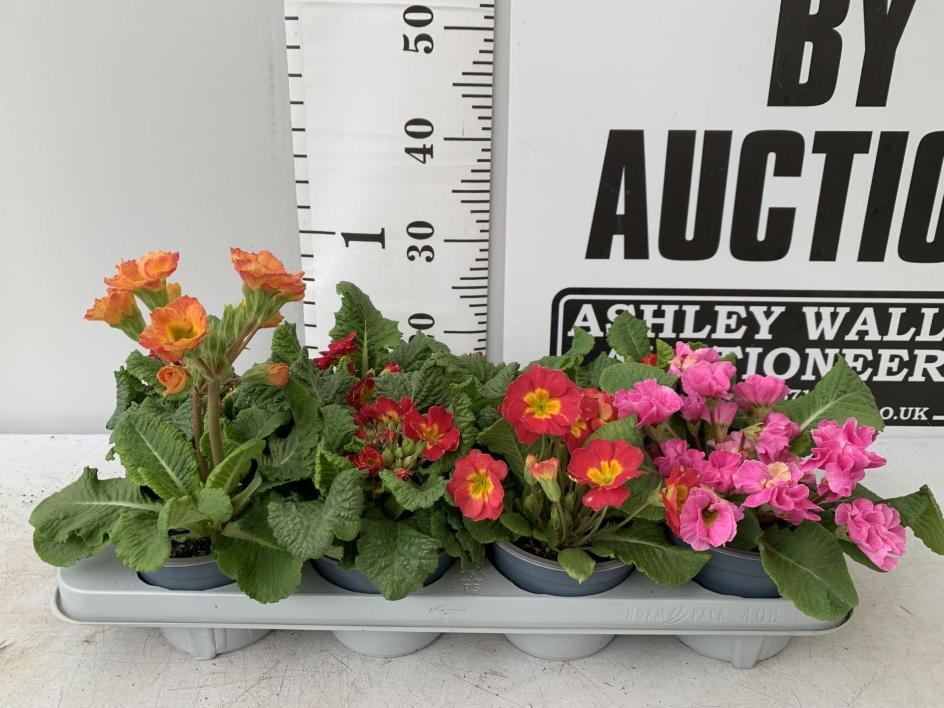 EIGHT DOUBLE PRIMROSE PLANTS ON A TRAY MIXED COLOURS PLUS VAT TO BE SOLD FOR THE EIGHT