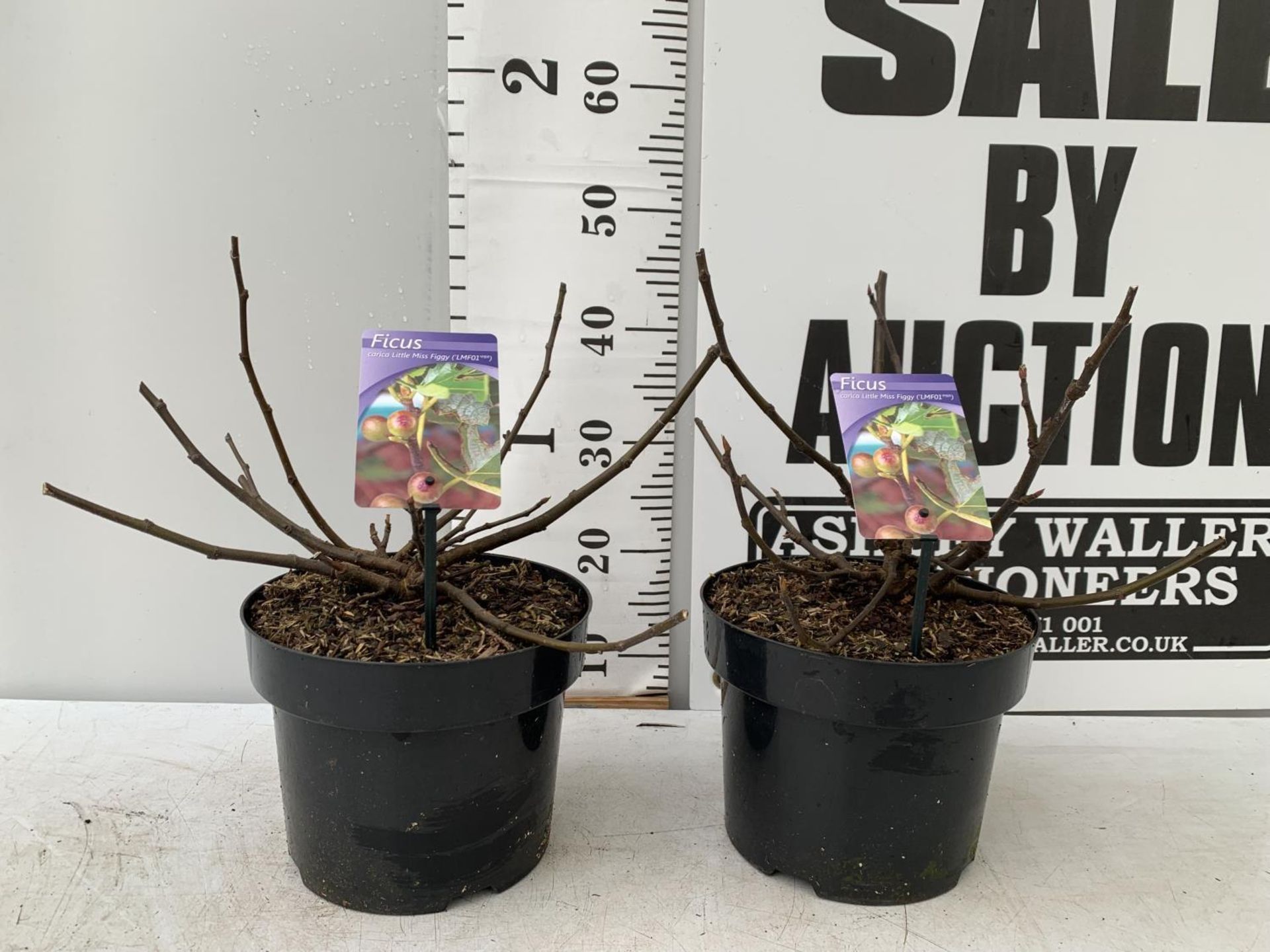 TWO FIGS 'LITTLE MISS FIGGY' IN 5 LTR POTS OVER 40CM IN HEIGHT NO VAT TO BE SOLD FOR THE TWO - Image 2 of 8