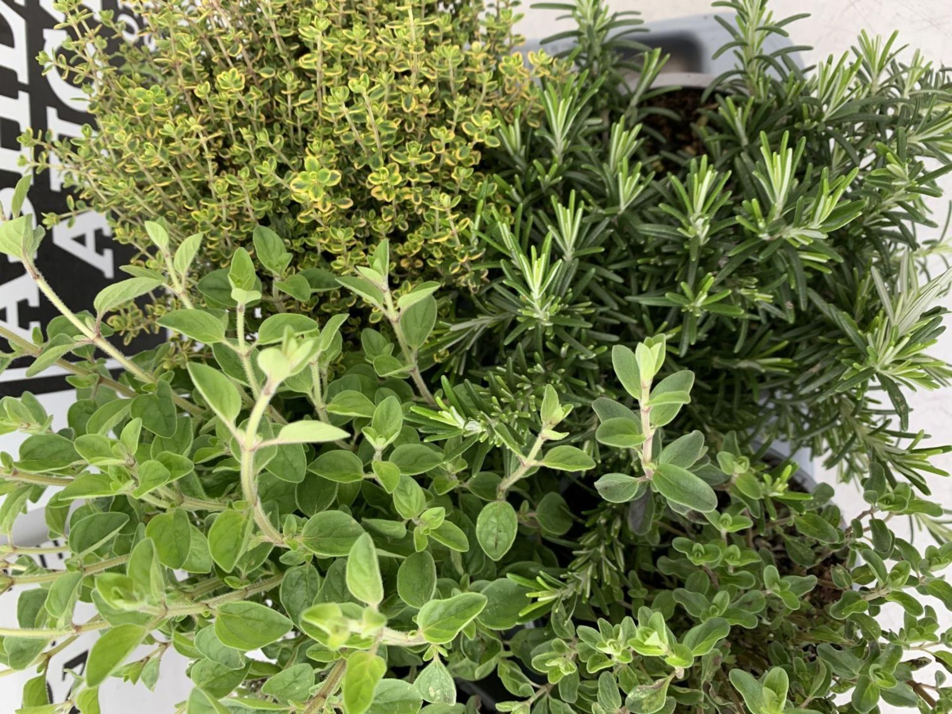 EIGHT MIXED HERBS IN 1 LITRE POTS TO INCLUDE ROSEMARY, THYME, MINT AND SAGE APPROX 30CM IN HEIGHT NO - Image 5 of 8