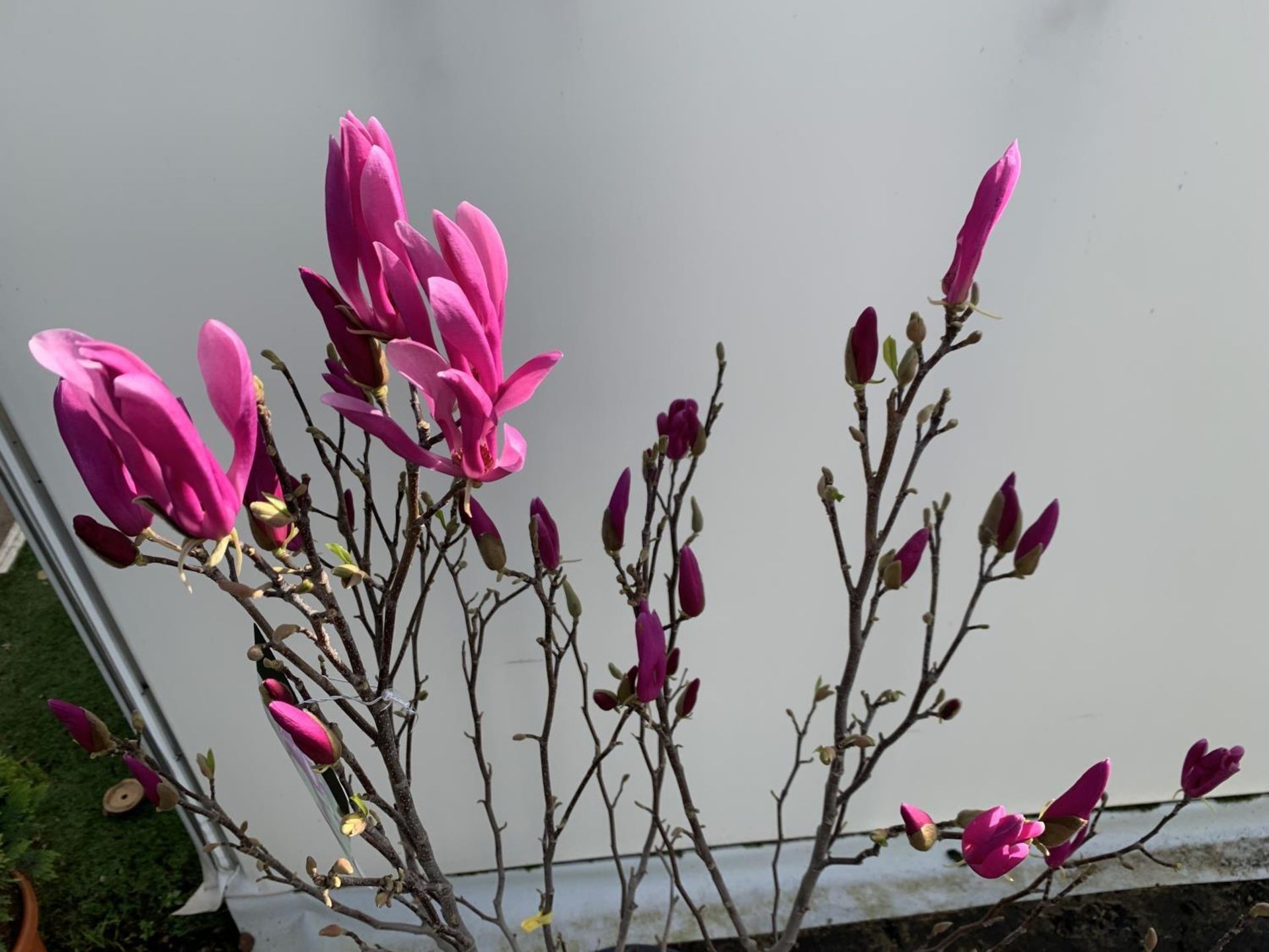 A LARGE MAGNOLIA PINK 'SUSAN' TREE OVER 2 METRES IN HEIGHT IN A 10 LTR POT PLUS VAT - Image 10 of 12