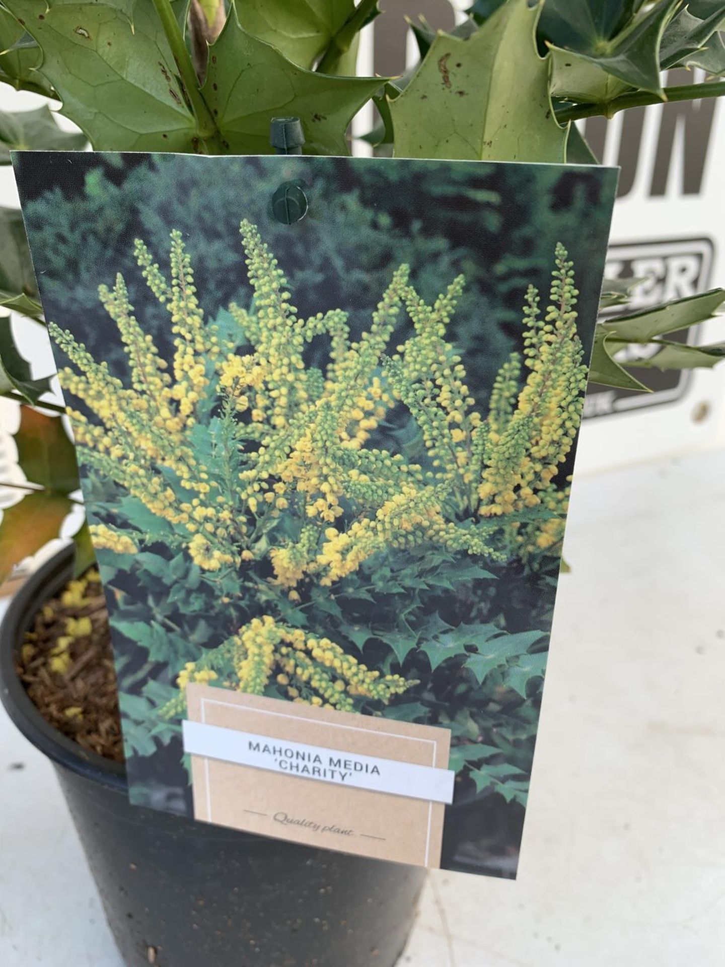 TWO MAHONIA MEDIA 'CHARITY' IN 2 LTR POTS APPROX 60CM IN HEIGHT PLUS VAT TO BE SOLD FOR THE TWO - Image 5 of 5