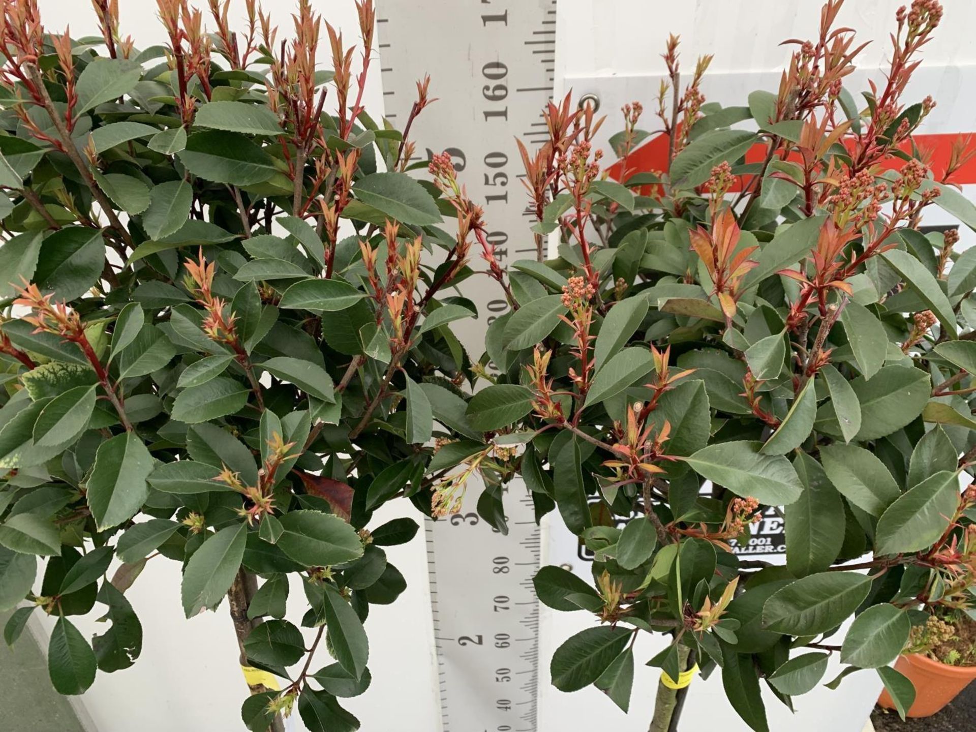 TWO PHOTINIA FRASERI 'RED ROBIN' STANDARD TREES APPROX 180CM IN HEIGHT IN 15 LTR POTS PLUS VAT TO BE - Image 8 of 14