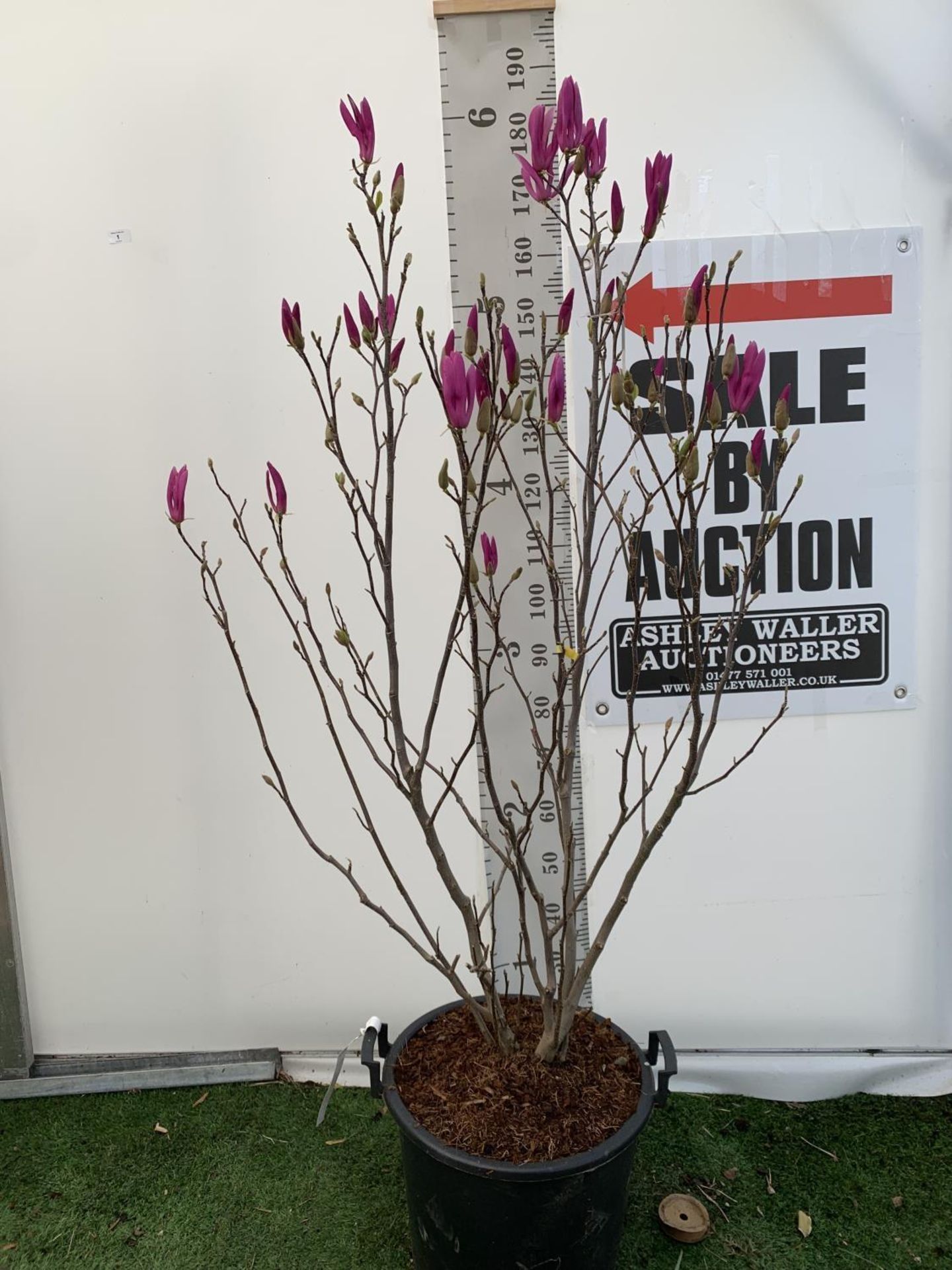 A LARGE MAGNOLIA PINK 'SUSAN' TREE OVER 2 METRES IN HEIGHT IN A 10 LTR POT PLUS VAT