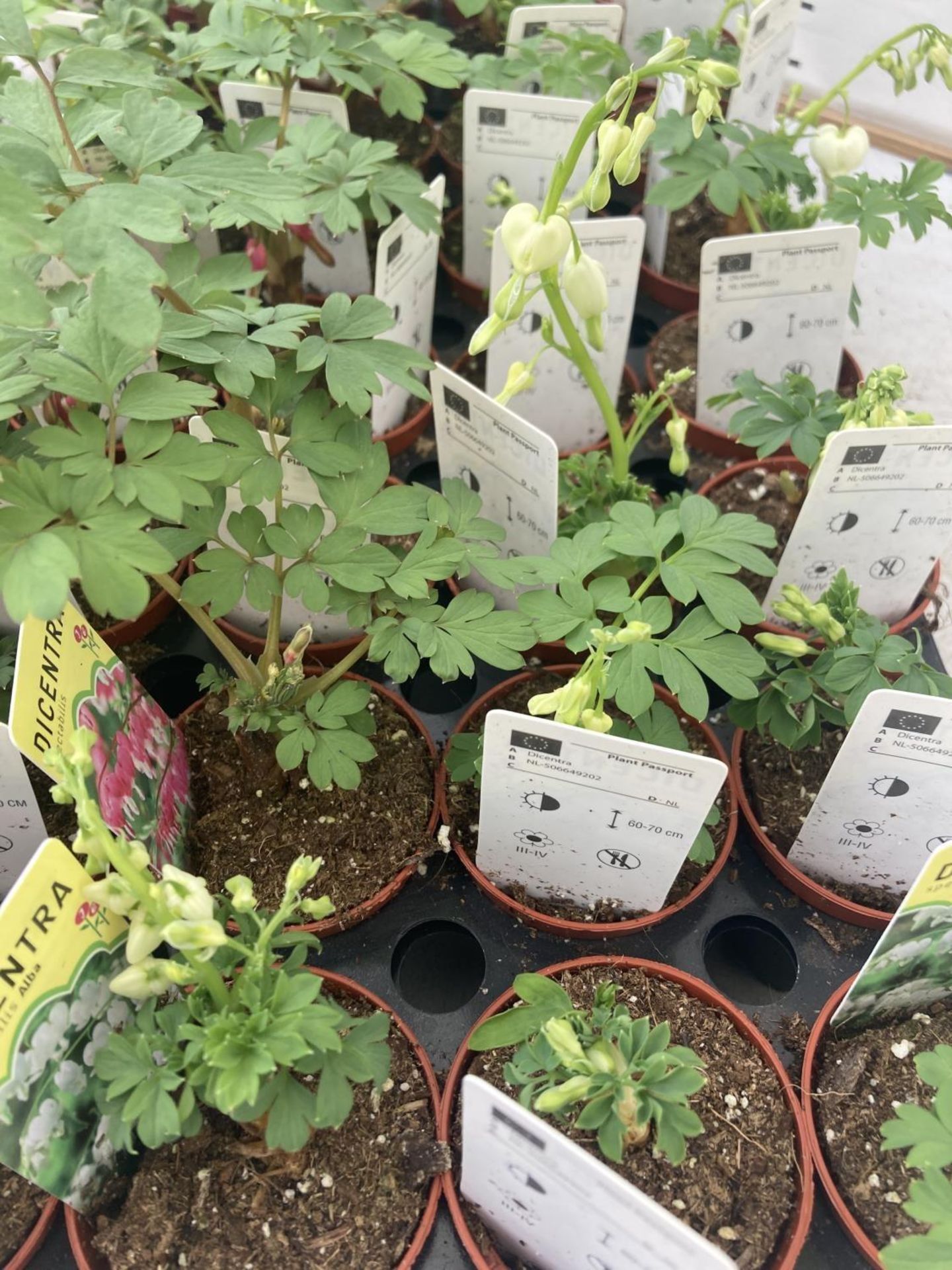 TWENTY DICENTRA PLANTS WHITE AND PINK ON A TRAY PLUS VAT TO BE SOLD FOR THE TWENTY - Image 23 of 28