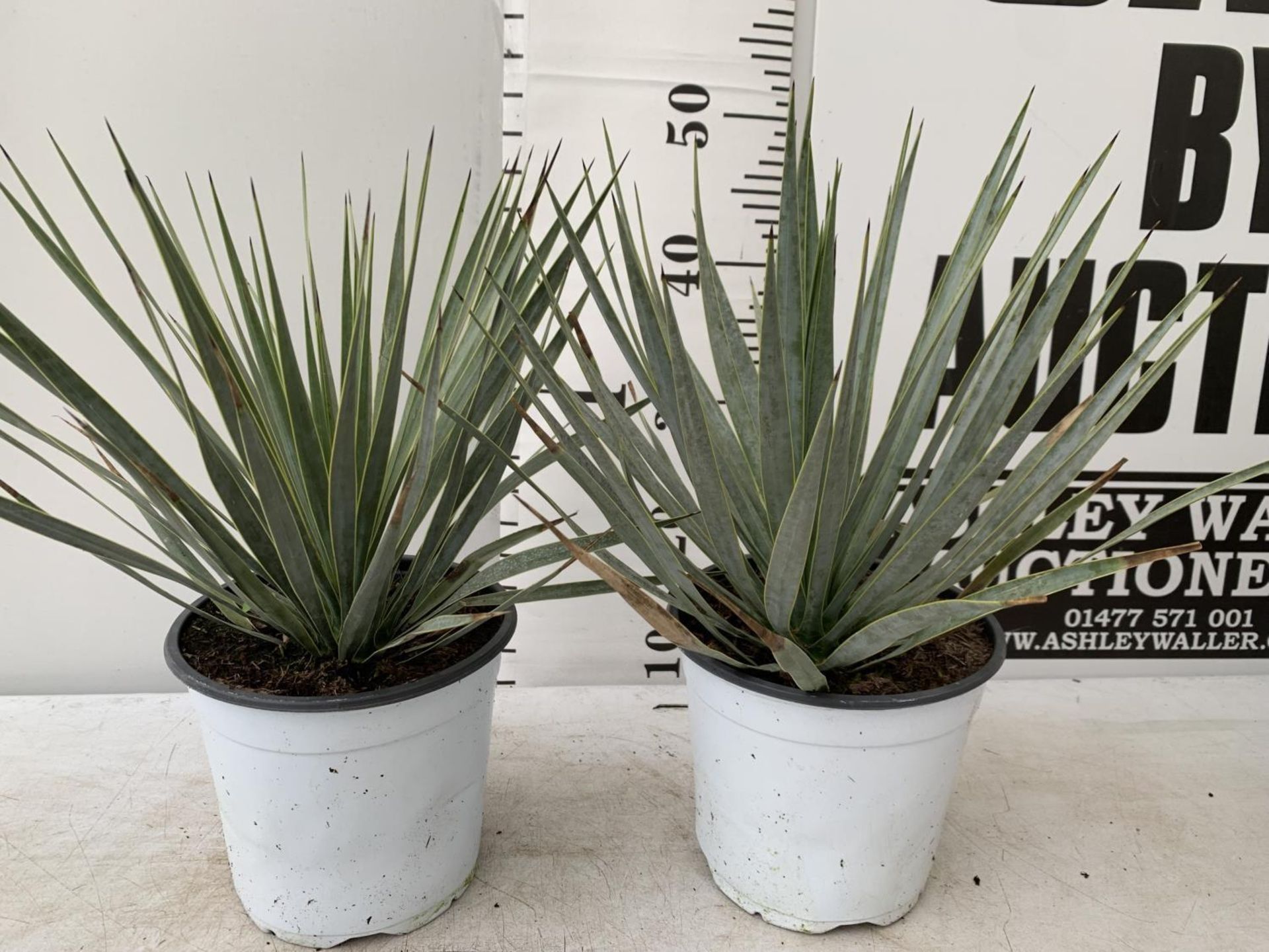 TWO YUCCA ROSTRATA APPROX 50CM IN HEIGHT IN 2 LTR POTS PLUS VAT TO BE SOLD FOR THE TWO - Image 2 of 12