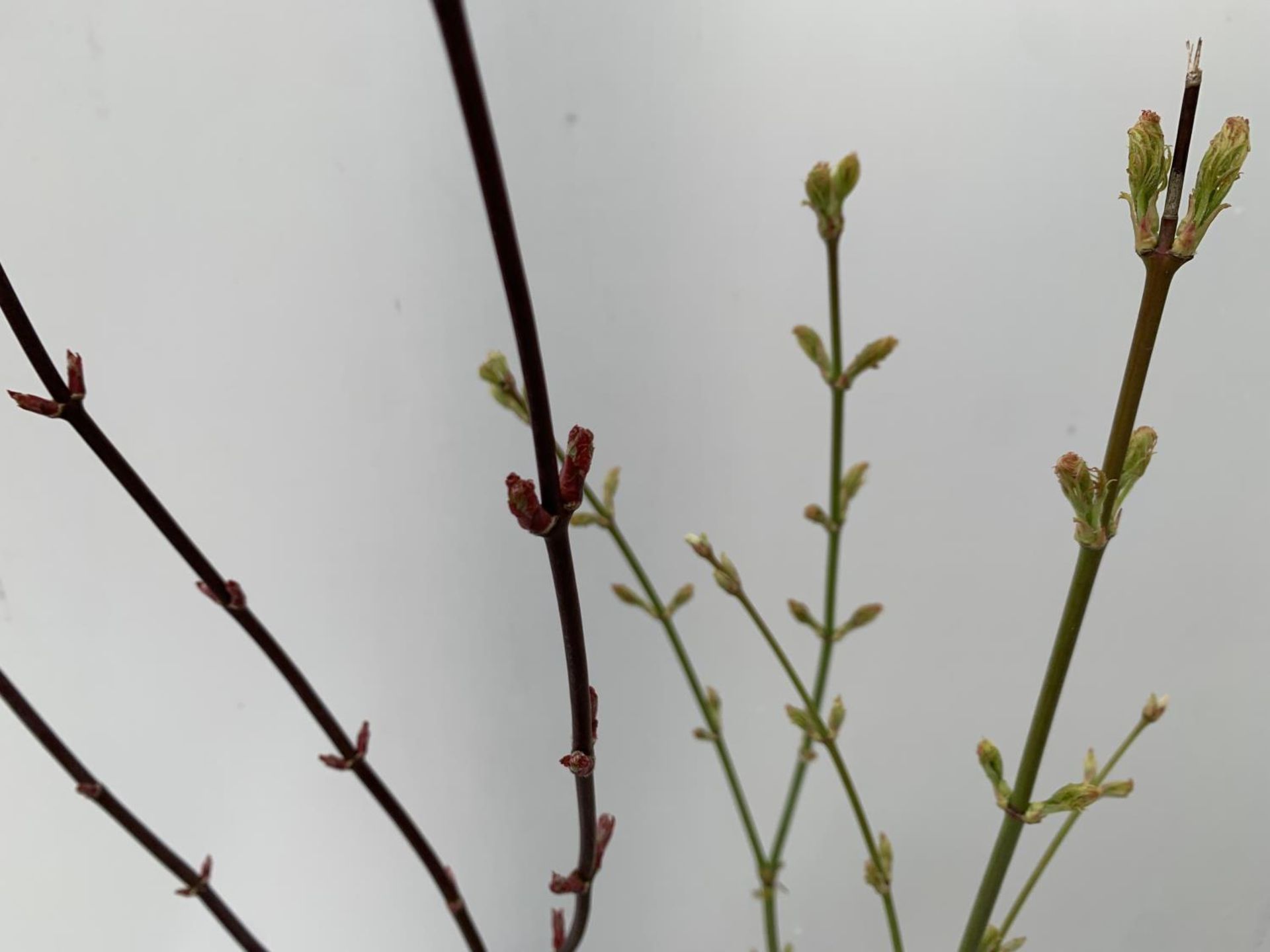 TWO ACER PALMATUMS 'SKEETER'S BROOM' AND 'JERRE SCHWARTZ' APPROX 85CM IN HEIGHT IN 3 LTR POTS PLUS - Image 6 of 12