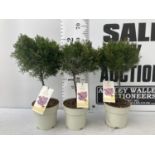 THREE SOL DE MURCIA WAX FLOWER STANDARD MINATURE TREES APPROX 60CM IN HEIGHT IN 2 LTR POTS TO BE