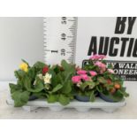 EIGHT DOUBLE PRIMROSE PLANTS ON A TRAY MIXED COLOURS PLUS VAT TO BE SOLD FOR THE EIGHT