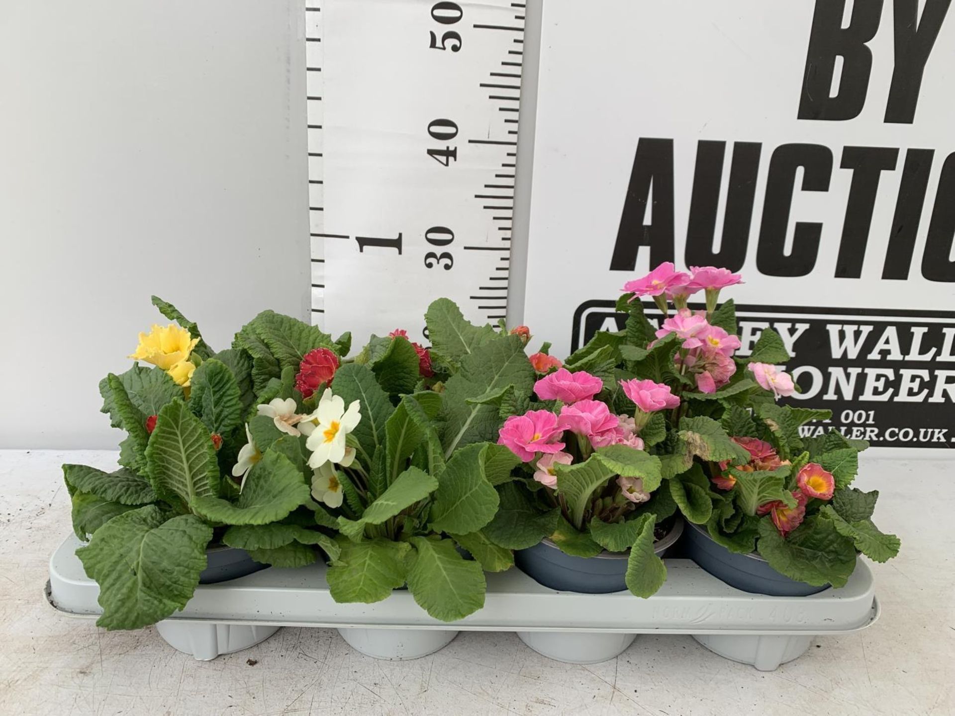 EIGHT DOUBLE PRIMROSE PLANTS ON A TRAY MIXED COLOURS PLUS VAT TO BE SOLD FOR THE EIGHT