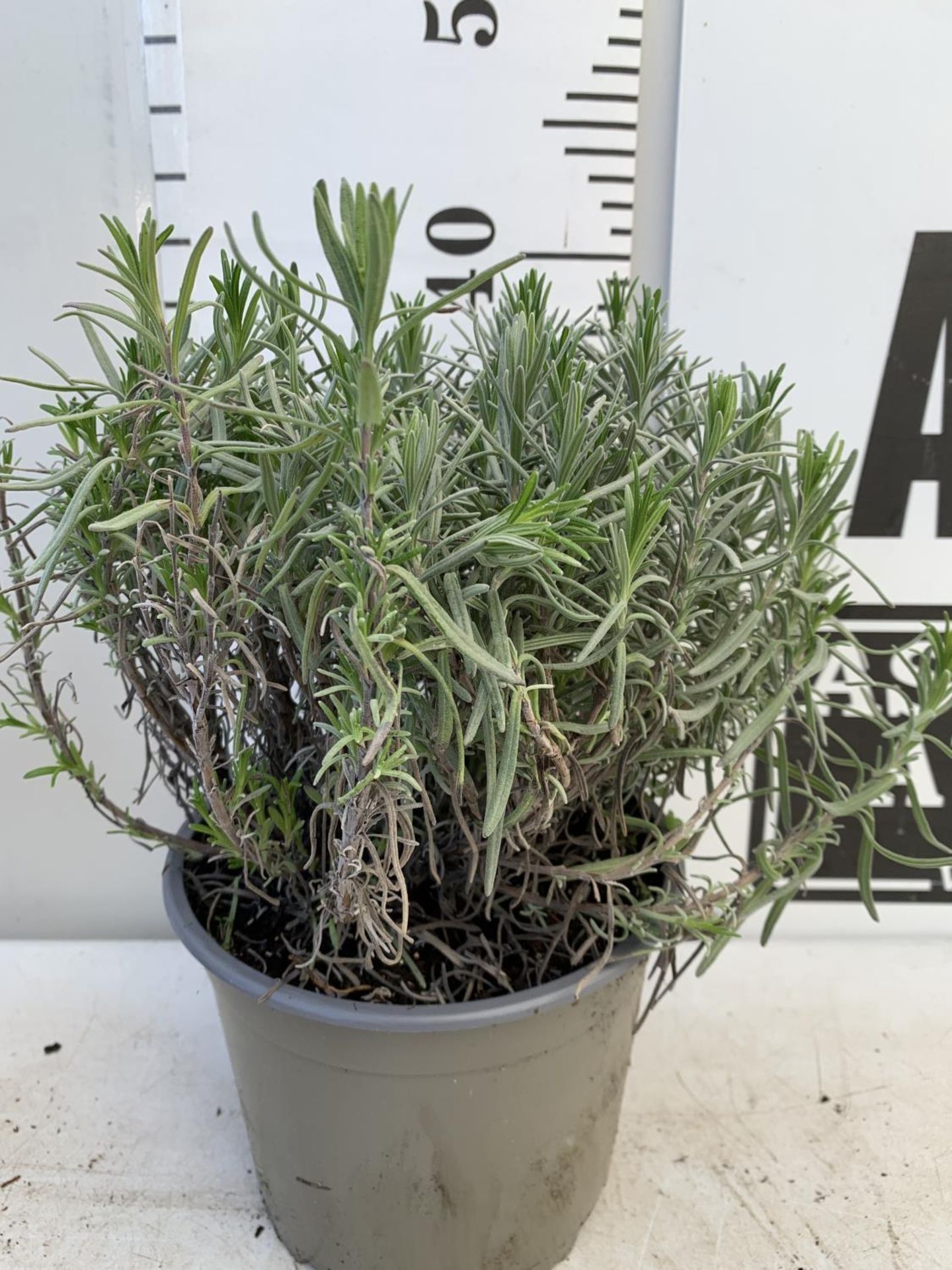 THREE LAVENDER 'MUNSTEAD' APPROX 35CM IN HEIGHT IN 2 LTR POTS PLUS VAT TO BE SOLD FOR THE THREE - Image 5 of 10