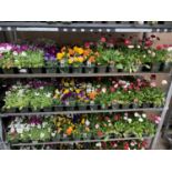 84 MIXED BEDDING PLANTS TO INCLUDE MIXED VIOLA , MIXED BELLIS ETC IN TRAYS OF 6 PLUS VAT TO BE
