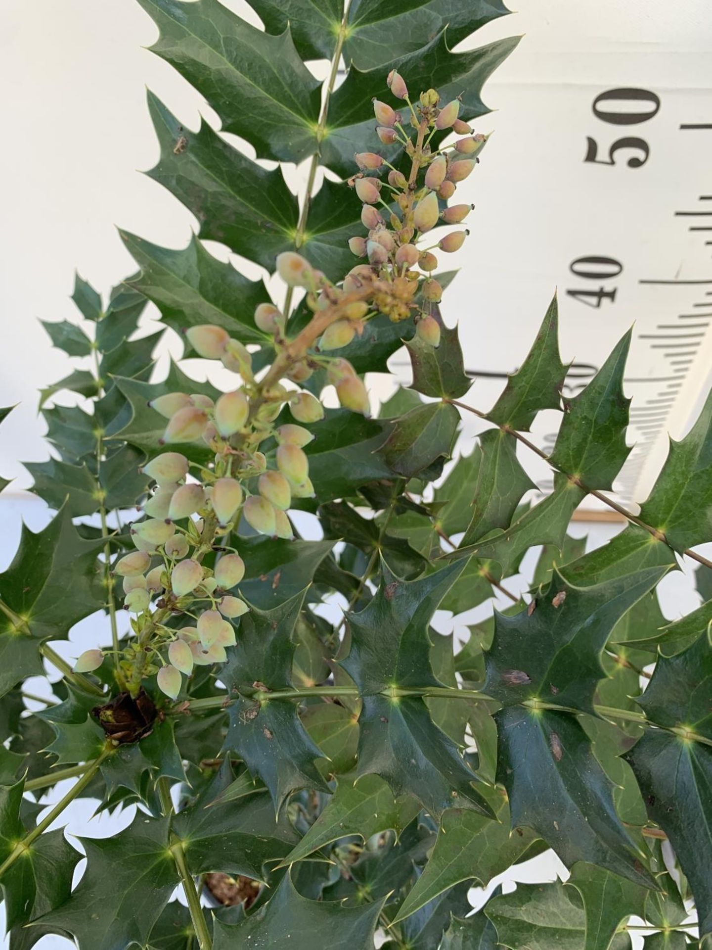 TWO MAHONIA MEDIA 'CHARITY' IN 2 LTR POTS APPROX 60CM IN HEIGHT PLUS VAT TO BE SOLD FOR THE TWO - Image 4 of 5