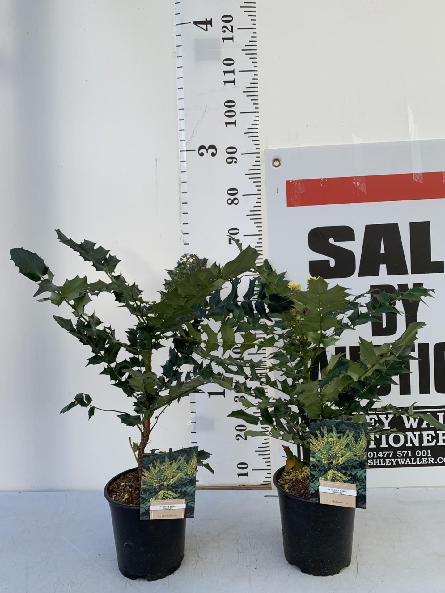 TWO MAHONIA MEDIA 'CHARITY' IN 2 LTR POTS APPROX 60CM IN HEIGHT PLUS VAT TO BE SOLD FOR THE TWO