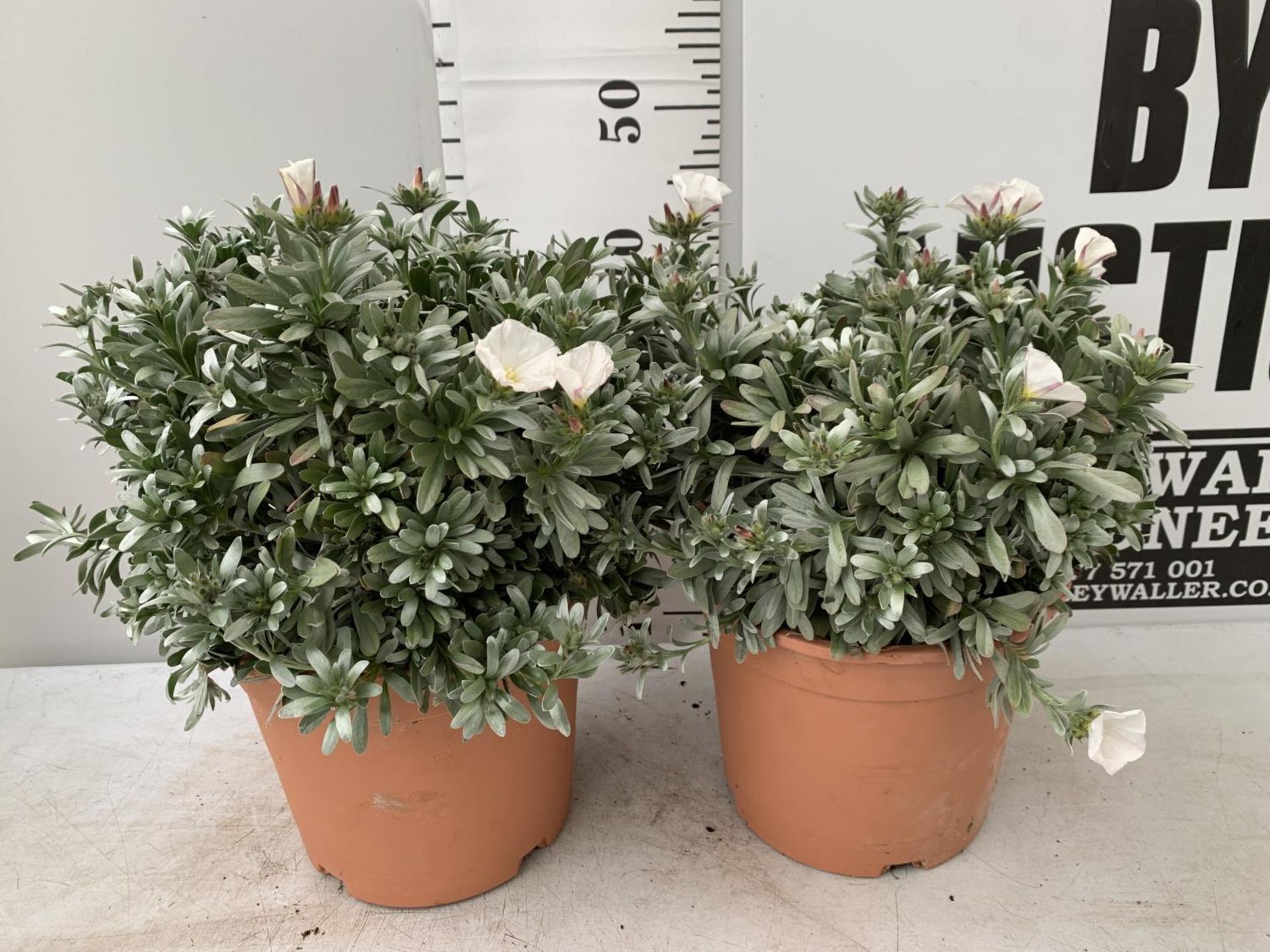 TWO CONVOLVULUS CNEORUM WITH WHITE FLOWERS IN 5 LTR POTS APPROX 45CM IN EHIGHT PLUS VAT TO BE SOLD