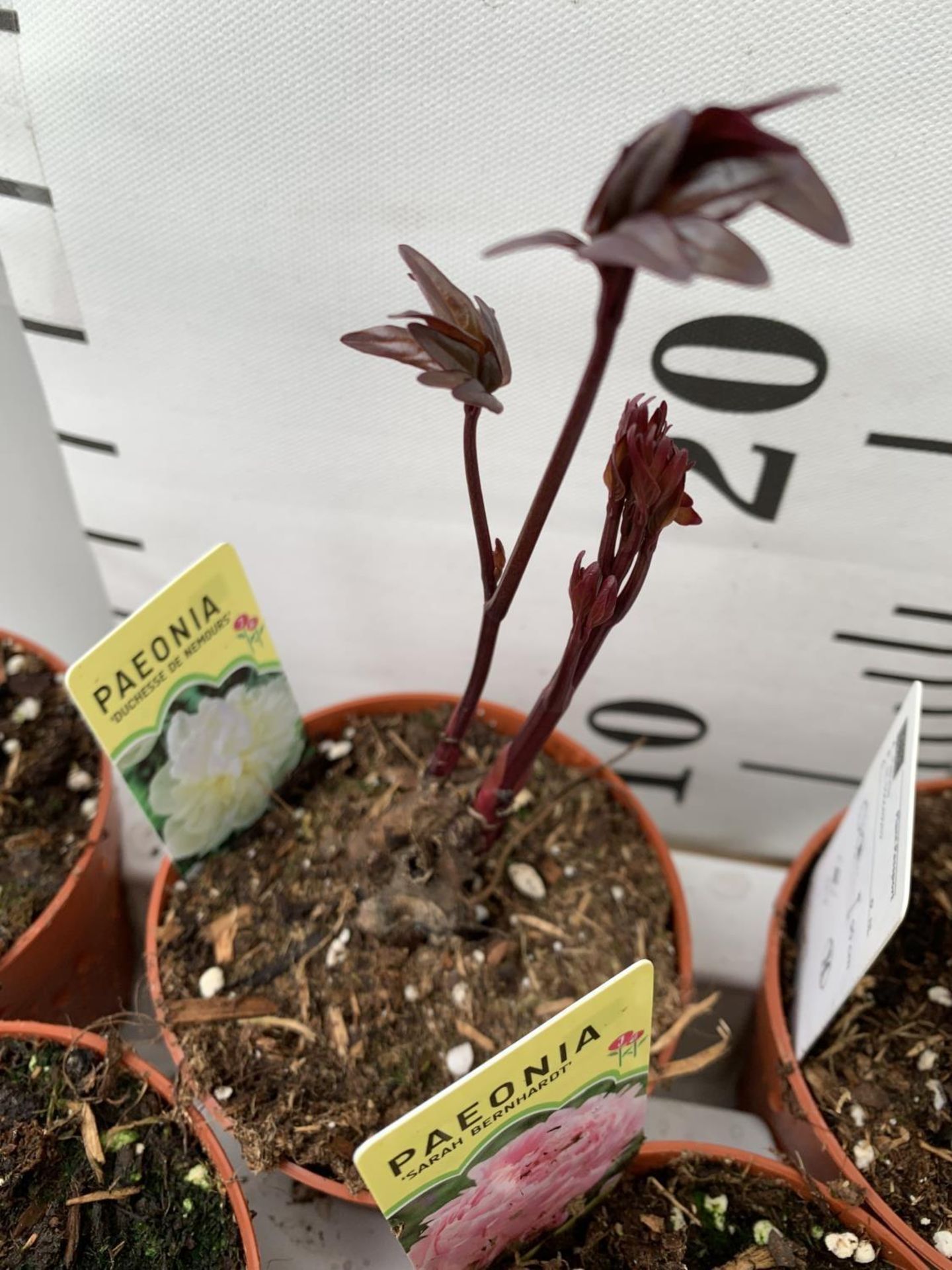 TEN MIXED VARIETIES OF PAEONIA ON A TRAY PLUS VAT TO BE SOLD FOR THE TEN - Image 8 of 12