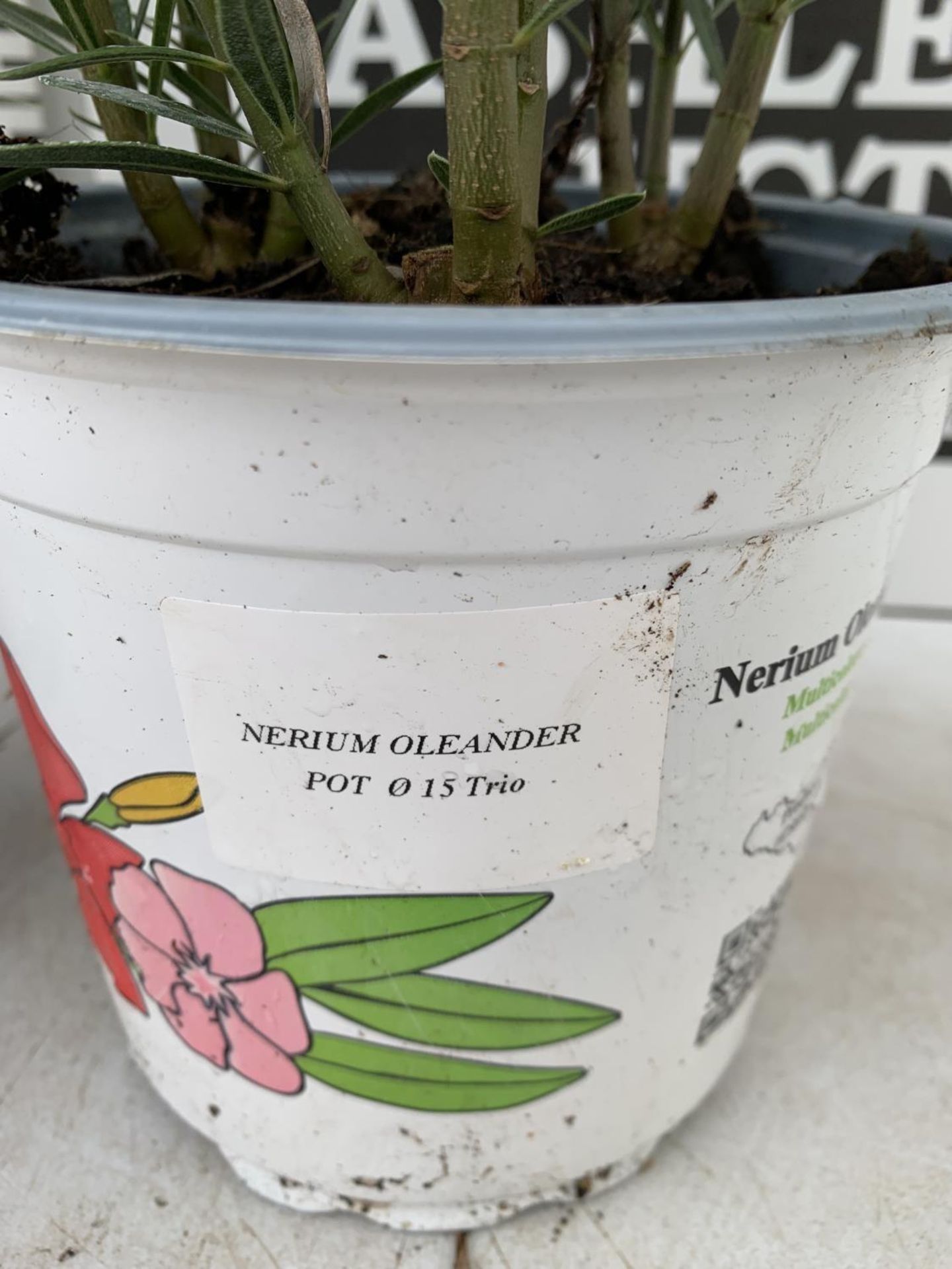 THREE NERIUM OLEANDER PLANTS IN 2 LTR POTS APPROX 45CM IN HEIGHT PLUS VAT TO BE SOLD FOR THE THREE - Image 7 of 10