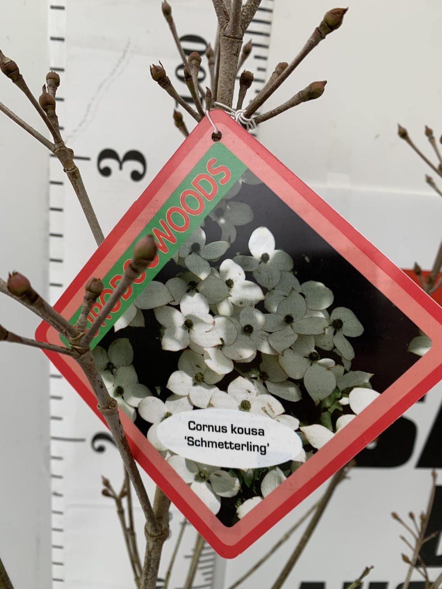 ONE CORNUS KOUSA WHITE 'SCHMETTERLING' TREE APPROX 120CM IN HEIGHT IN A 7 LTR POT PLUS VAT - Image 7 of 8