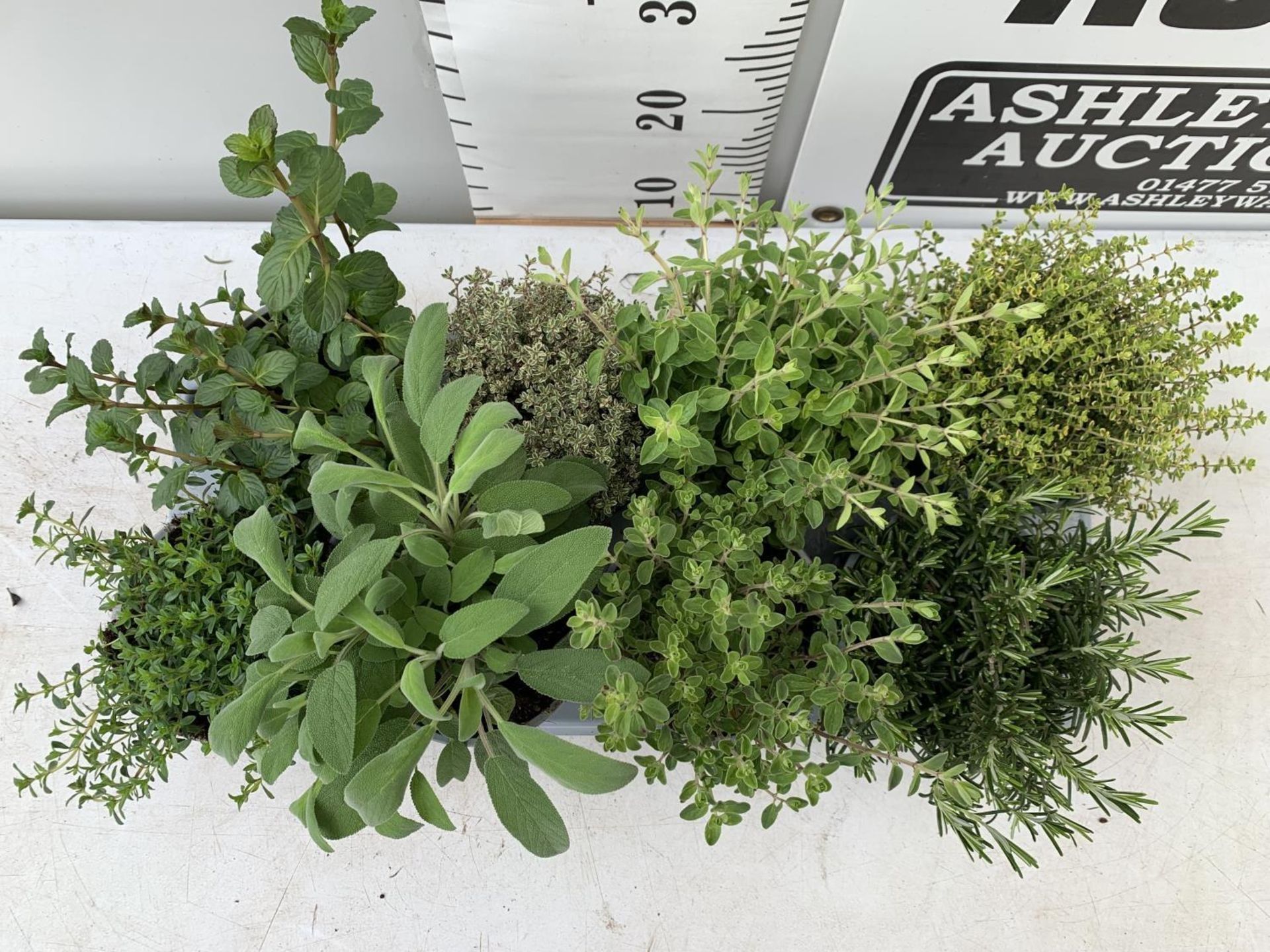 EIGHT MIXED HERBS IN 1 LITRE POTS TO INCLUDE ROSEMARY, THYME, MINT AND SAGE APPROX 30CM IN HEIGHT NO - Image 3 of 8