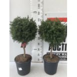 TWO LEPTOSPERMUM 'SUNSHINE' PINK STANDARD TREES APPROX 80CM IN HEIGHT IN 7 LTR POTS PLUS VAT TO BE