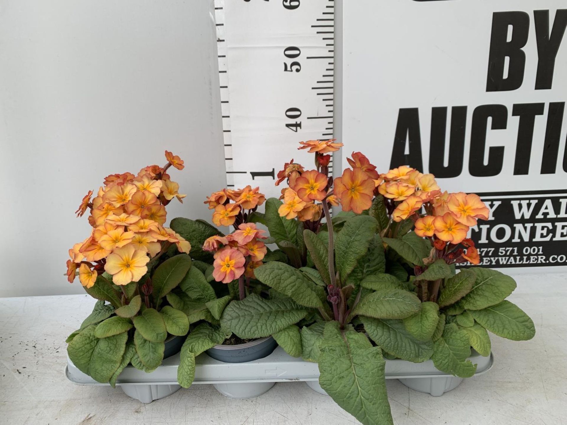EIGHT DOUBLE PRIMROSE PLANTS ON A TRAY APPROX 35CM IN HEIGHT PLUS VAT TO BE SOLD FOR THE EIGHT - Image 2 of 6