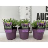 THREE LAVENDER PLANTS IN 2 LITRE POTS PLUS VAT TO BE SOLD FOR THE THREE