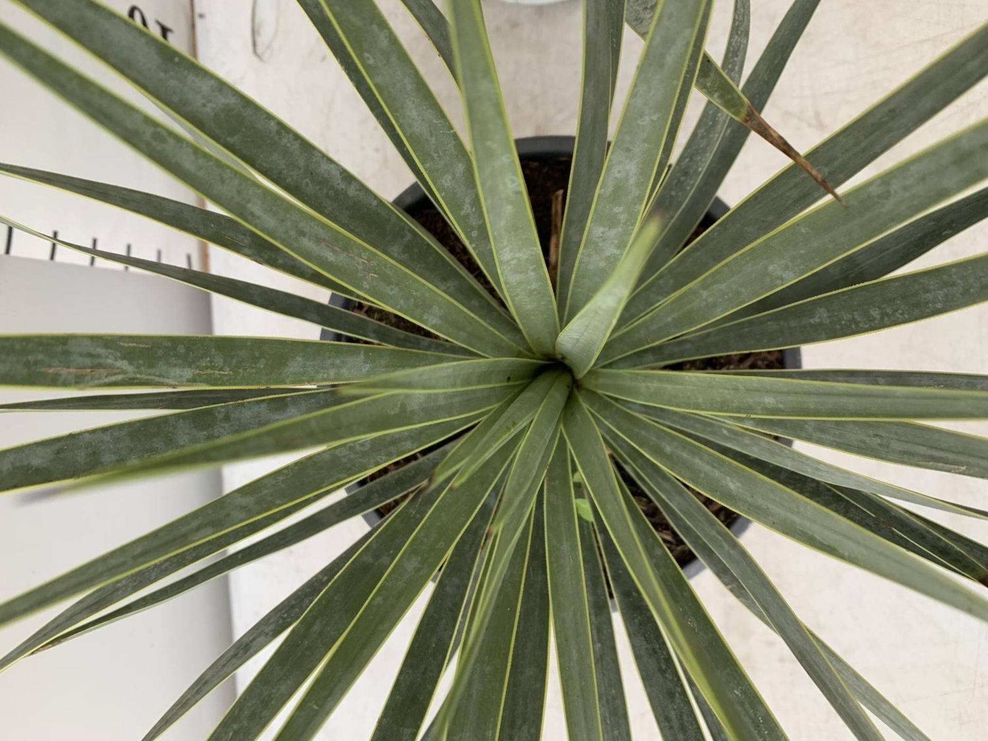 TWO YUCCA ROSTRATA APPROX 50CM IN HEIGHT IN 2 LTR POTS PLUS VAT TO BE SOLD FOR THE TWO - Image 11 of 12