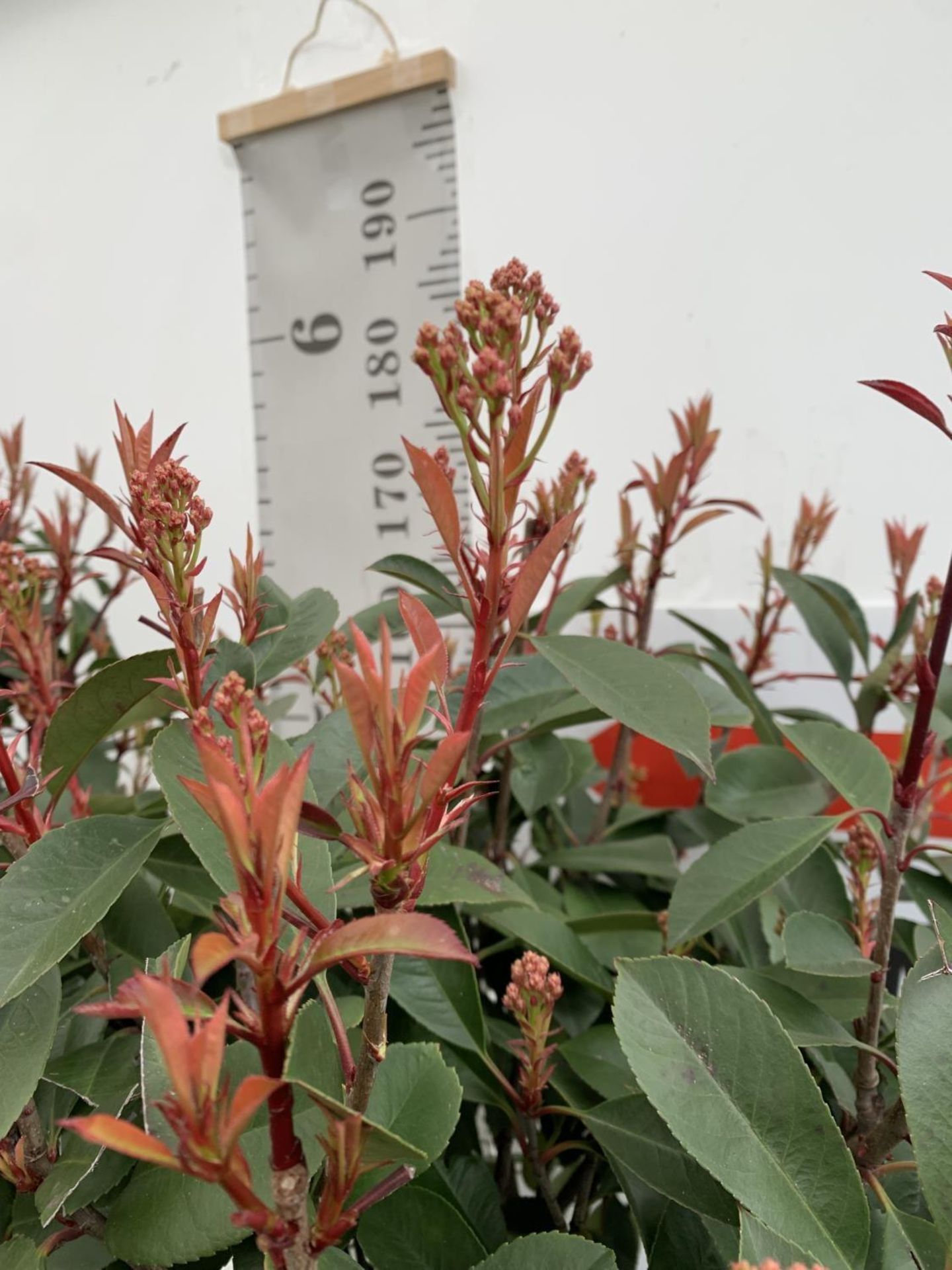 TWO PHOTINIA FRASERI 'RED ROBIN' STANDARD TREES APPROX 180CM IN HEIGHT IN 15 LTR POTS PLUS VAT TO BE - Image 12 of 14