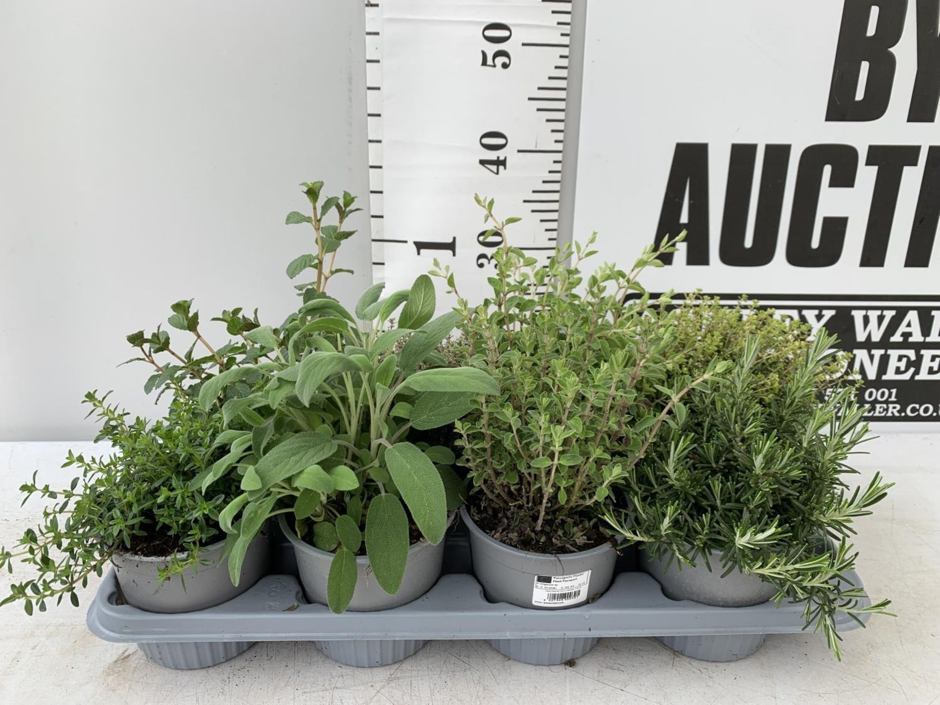 EIGHT MIXED HERBS IN 1 LITRE POTS TO INCLUDE ROSEMARY, THYME, MINT AND SAGE APPROX 30CM IN HEIGHT NO - Image 2 of 8