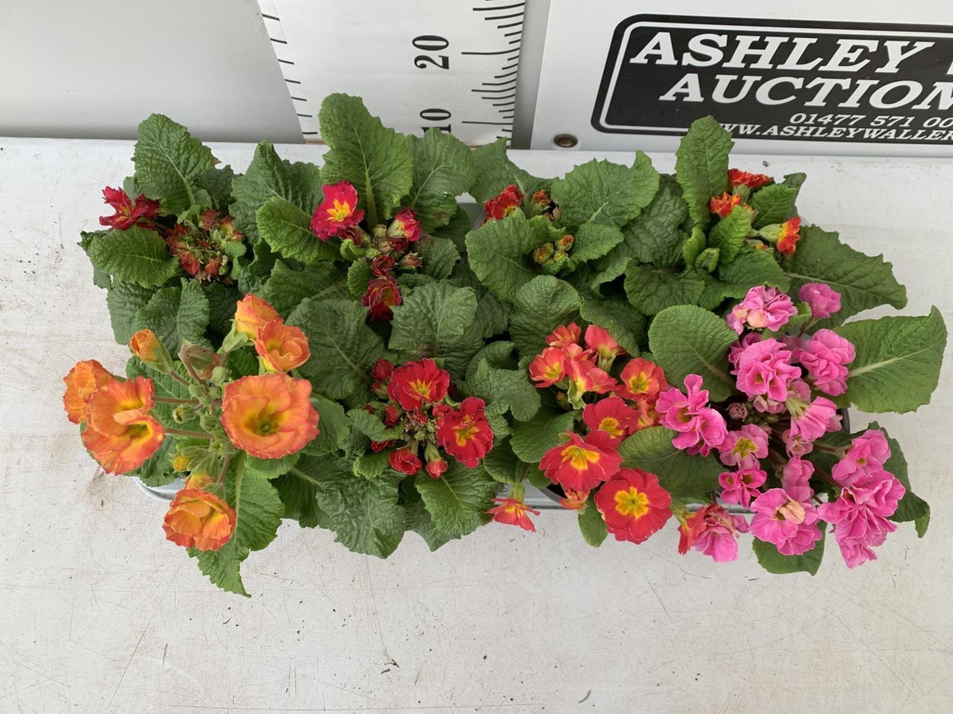 EIGHT DOUBLE PRIMROSE PLANTS ON A TRAY MIXED COLOURS PLUS VAT TO BE SOLD FOR THE EIGHT - Image 4 of 6
