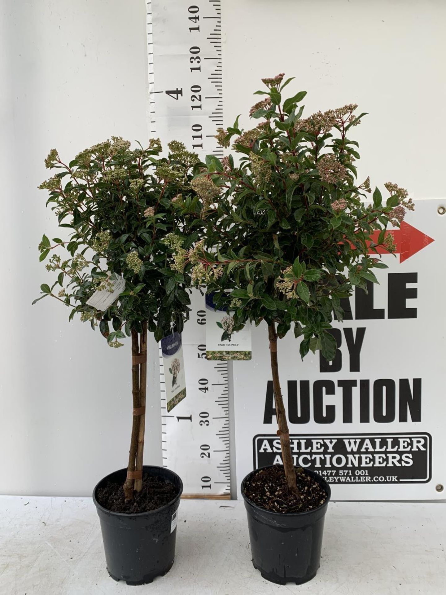 TWO VIBURNUM 'EVE PRICE' STANDARD TREES APPROX 110CM IN HEIGHT IN 5 LTR POTS PLUS VAT TO BE SOLD FOR - Image 2 of 8