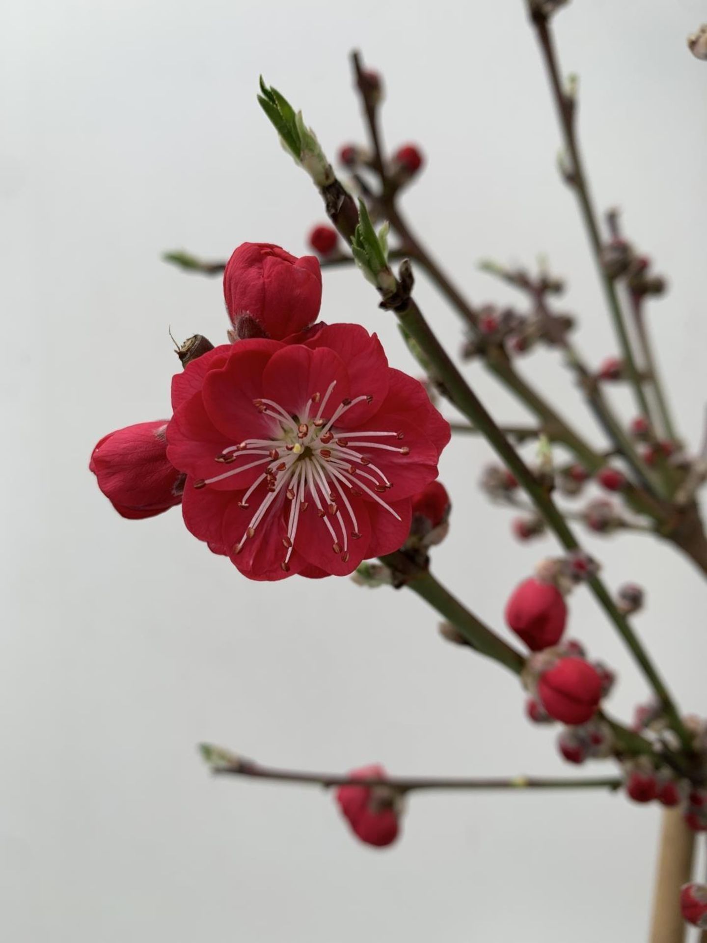 ONE FLOWERING CHERRY PRUNUS PERSICA 'MELRED' RED APPROX 110CM IN HEIGHT IN A 4LTR POT PLUS VAT - Image 9 of 10