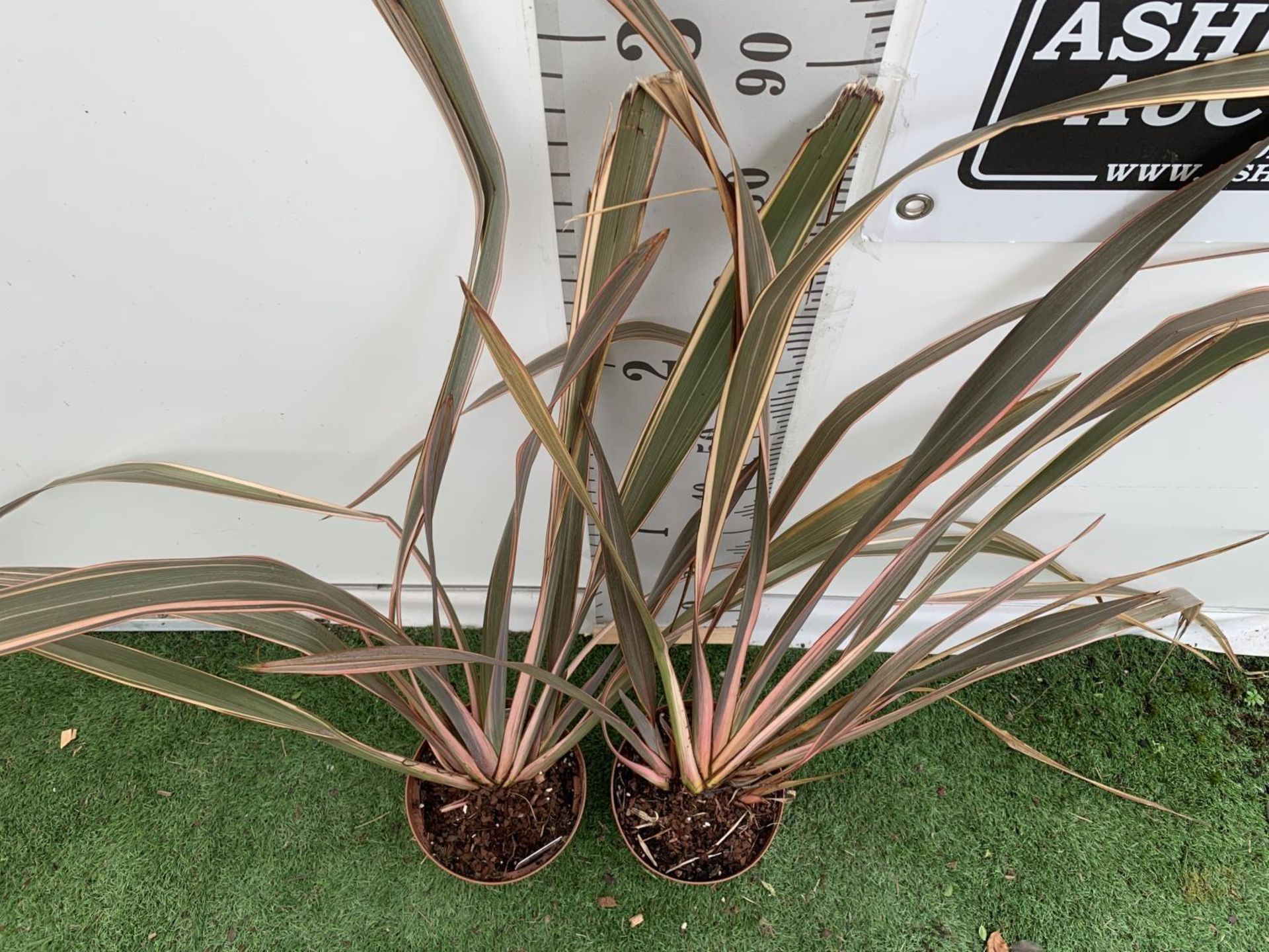 TWO PHORMIUM TENAX 'RAINBOW QUEEN' IN 3 LTR POTS APPROX 1M IN HEIGHT PLUS VAT TO BE SOLD FOR THE TWO - Image 3 of 4