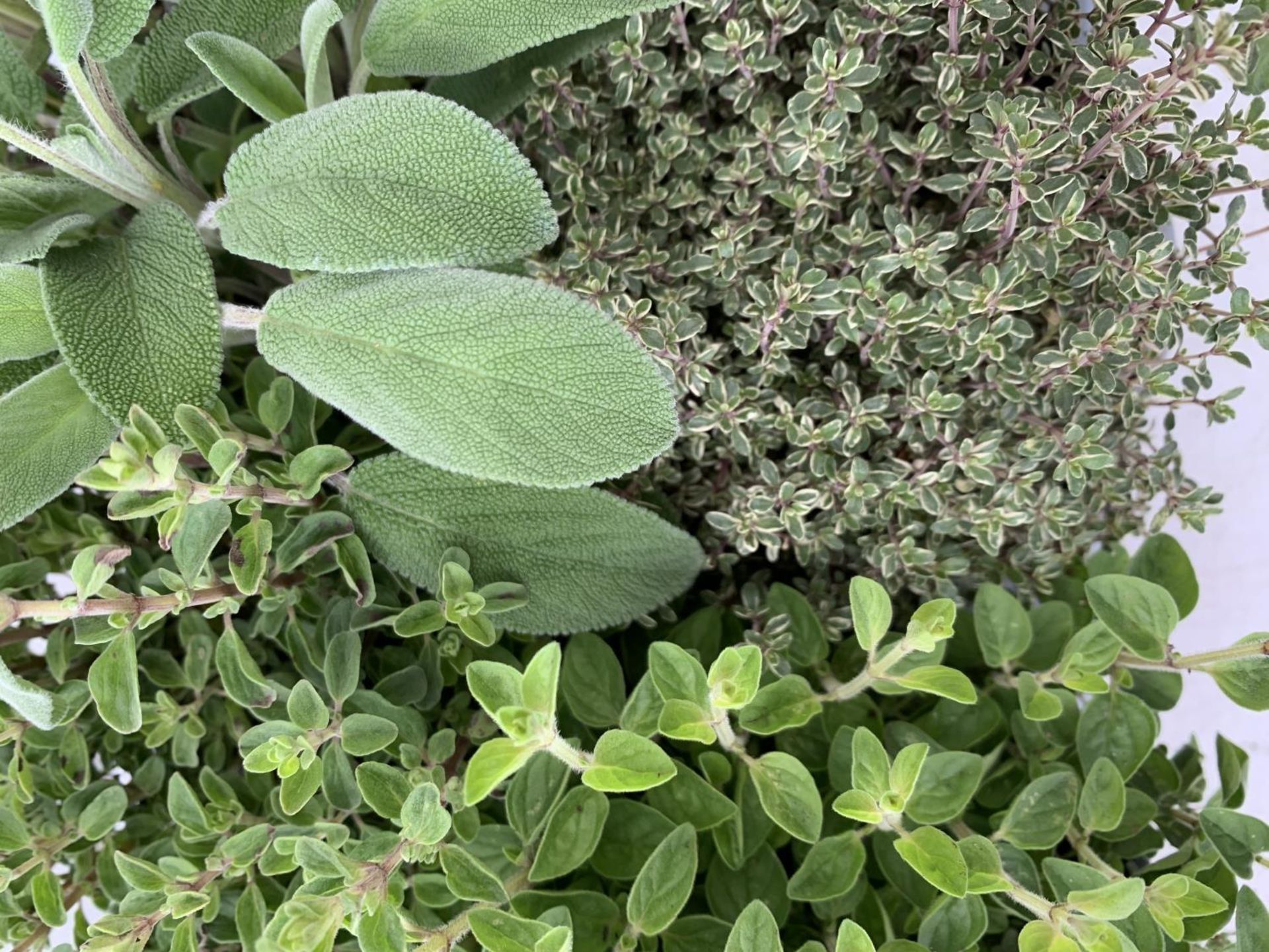 EIGHT MIXED HERBS IN 1 LITRE POTS TO INCLUDE ROSEMARY, THYME, MINT AND SAGE APPROX 30CM IN HEIGHT NO - Image 10 of 10